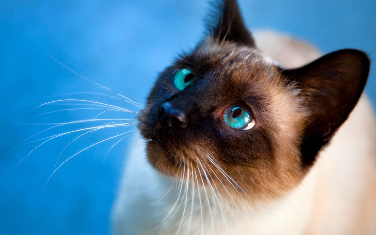 Cat, Animal, And Blue Image - Cat With Black Face And White Body - HD Wallpaper 