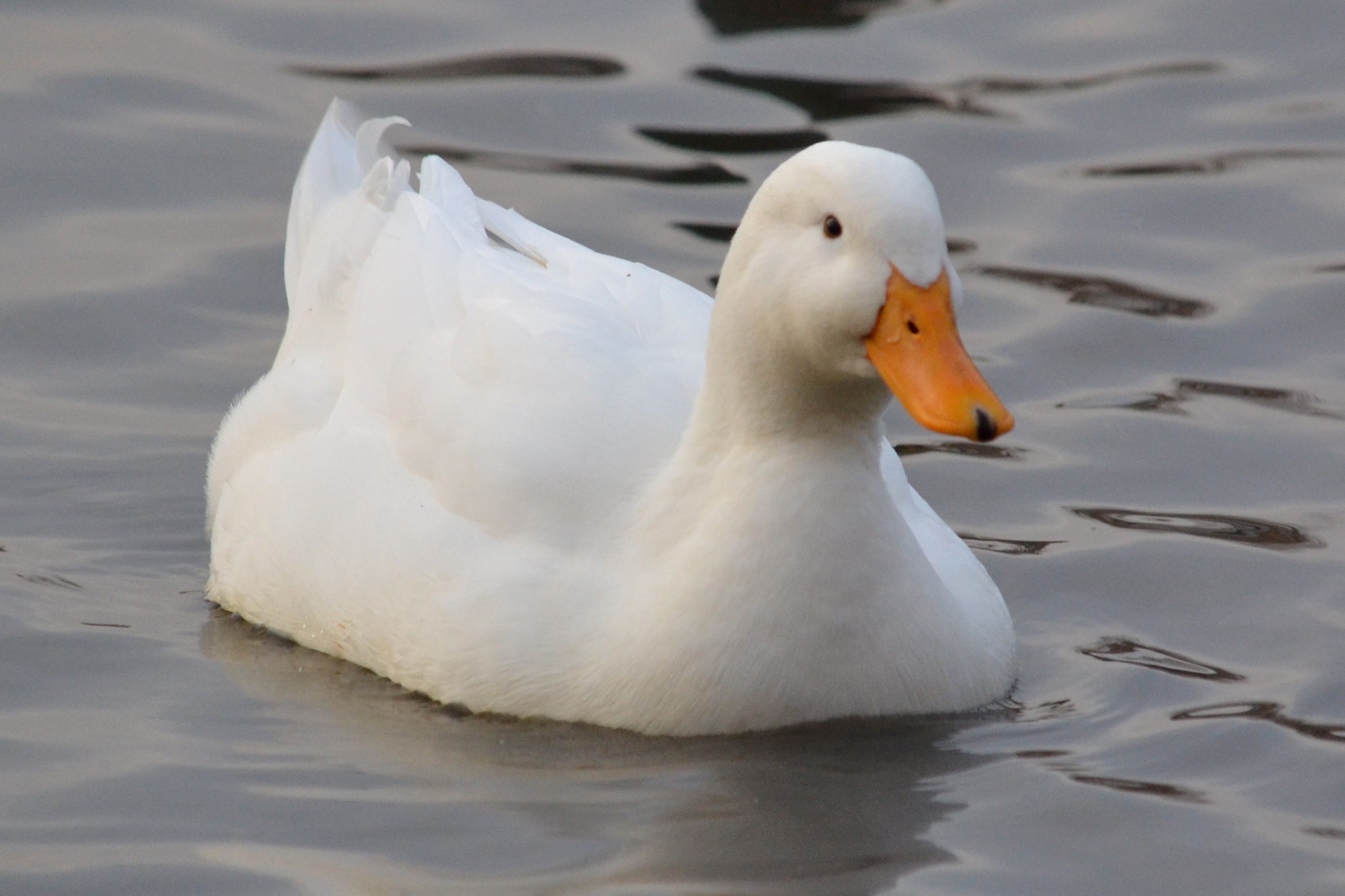 White Duck Wallpaper - Duck Images Hd - HD Wallpaper 