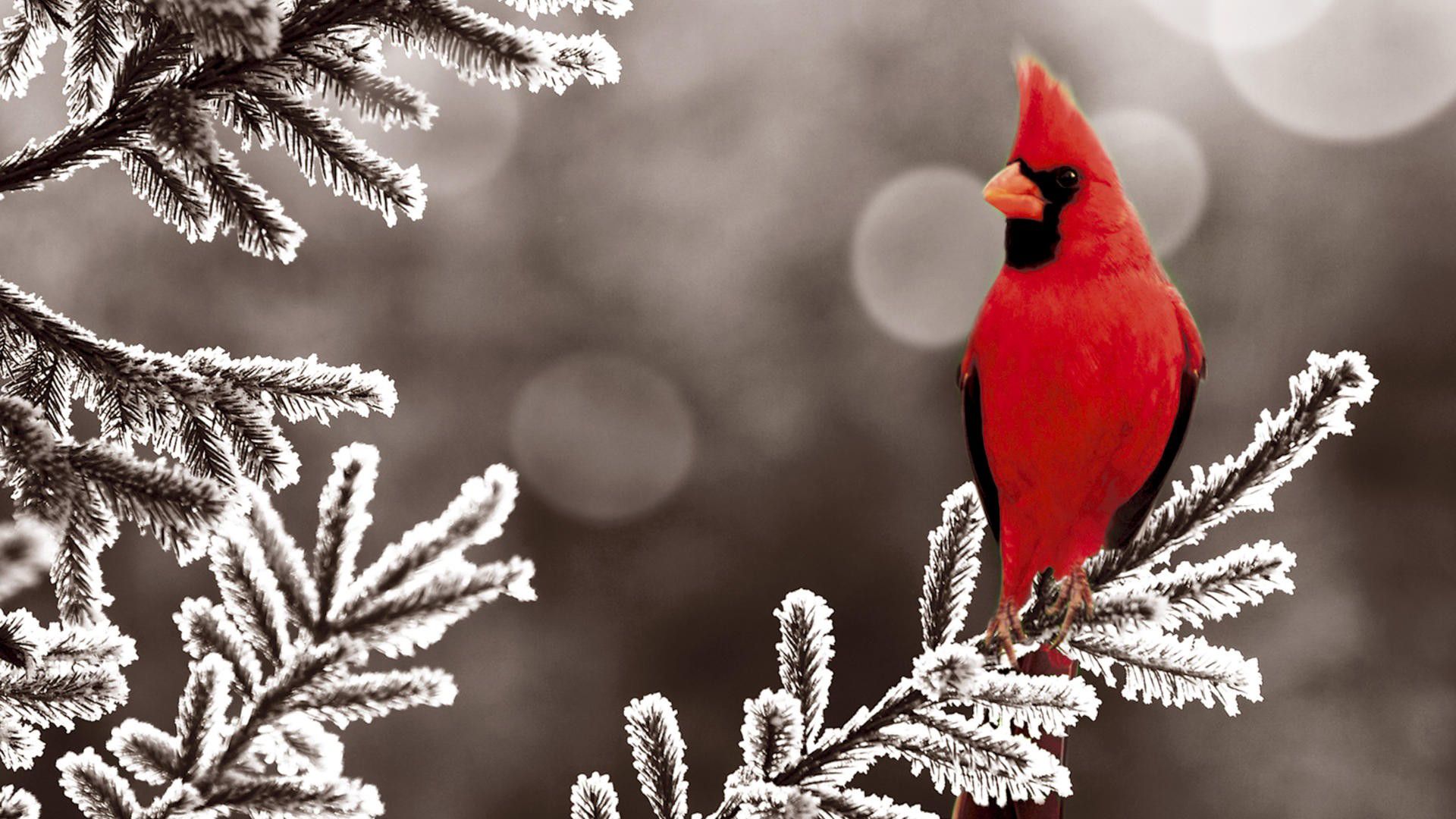 Winter Animal Wallpaper 1080p Free Download > Subwallpaper - Northern Cardinal In Winter - HD Wallpaper 