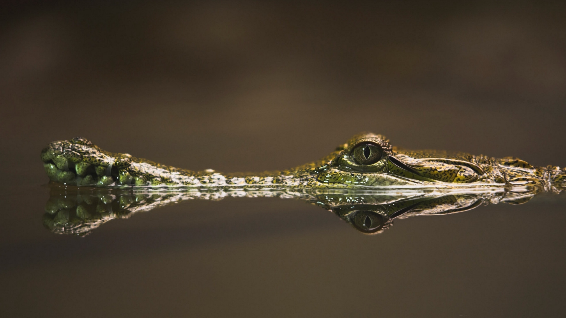 Wallpaper Crocodile, Snout, Water, Eyes, Dangerous - Osho On Happiness Quote - HD Wallpaper 