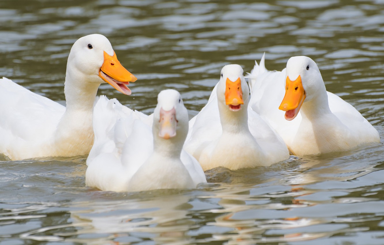 Photo Wallpaper Birds, Nature, Pond, White Duck - Duck - HD Wallpaper 