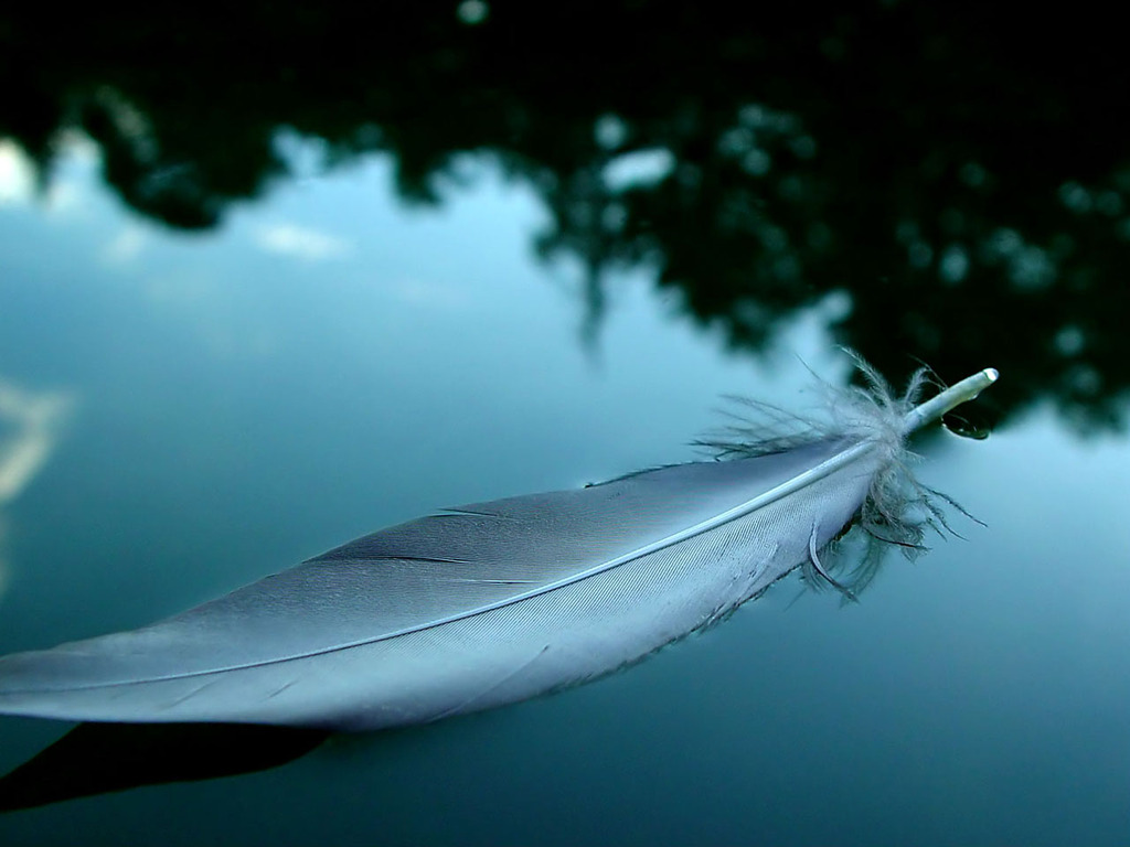 Feathers Floating On Water - HD Wallpaper 