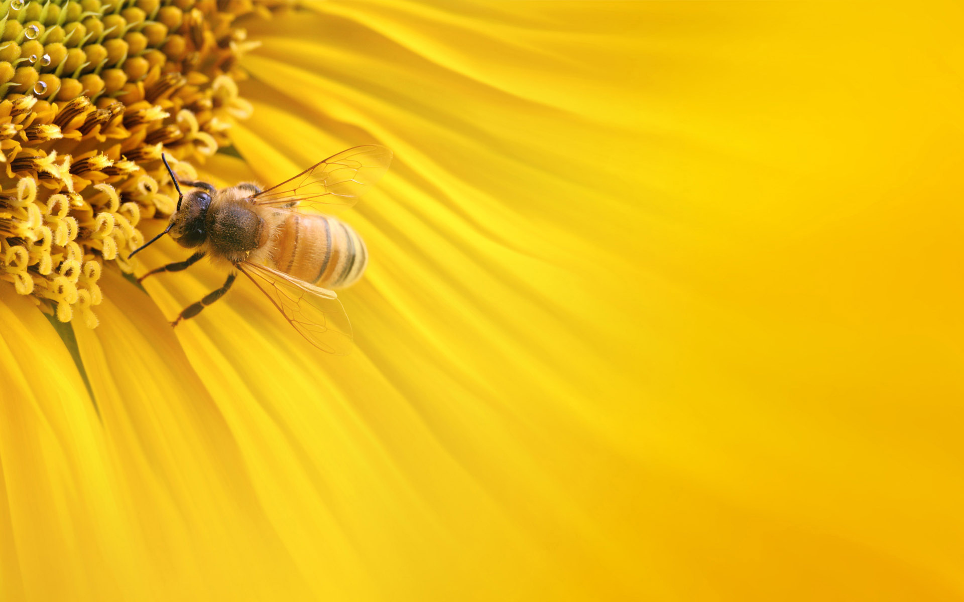 Bee Wallpaper Hd - HD Wallpaper 