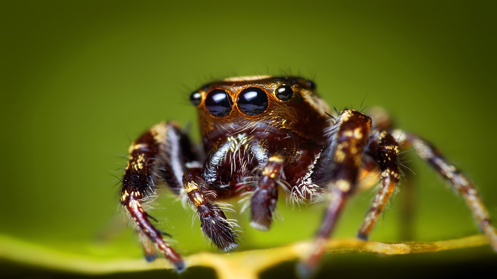 Jumping Spider Pictures - Jumping Spider - HD Wallpaper 