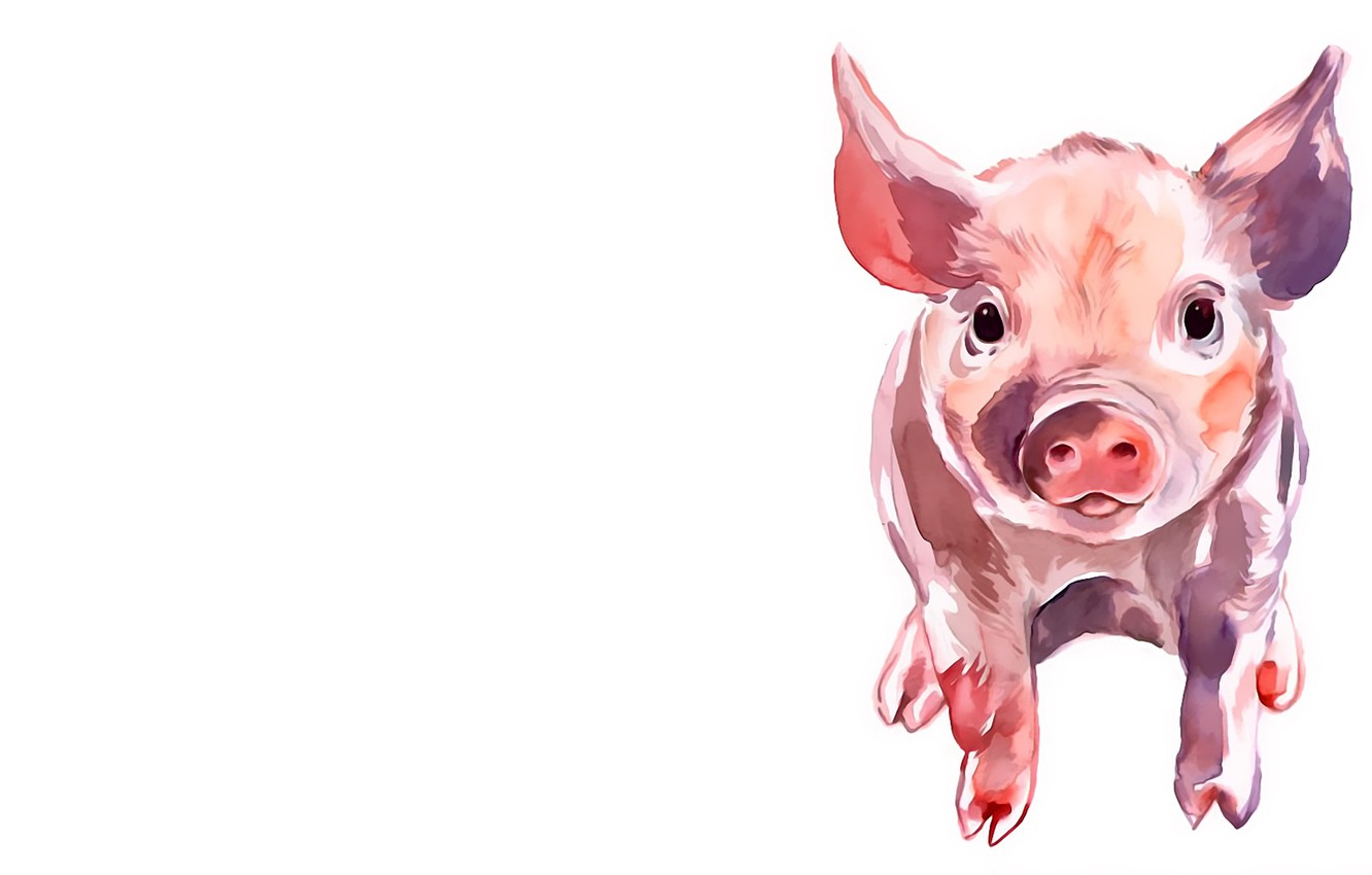 Photo Wallpaper White Background, Pig, Pig - Pig Drawing - HD Wallpaper 