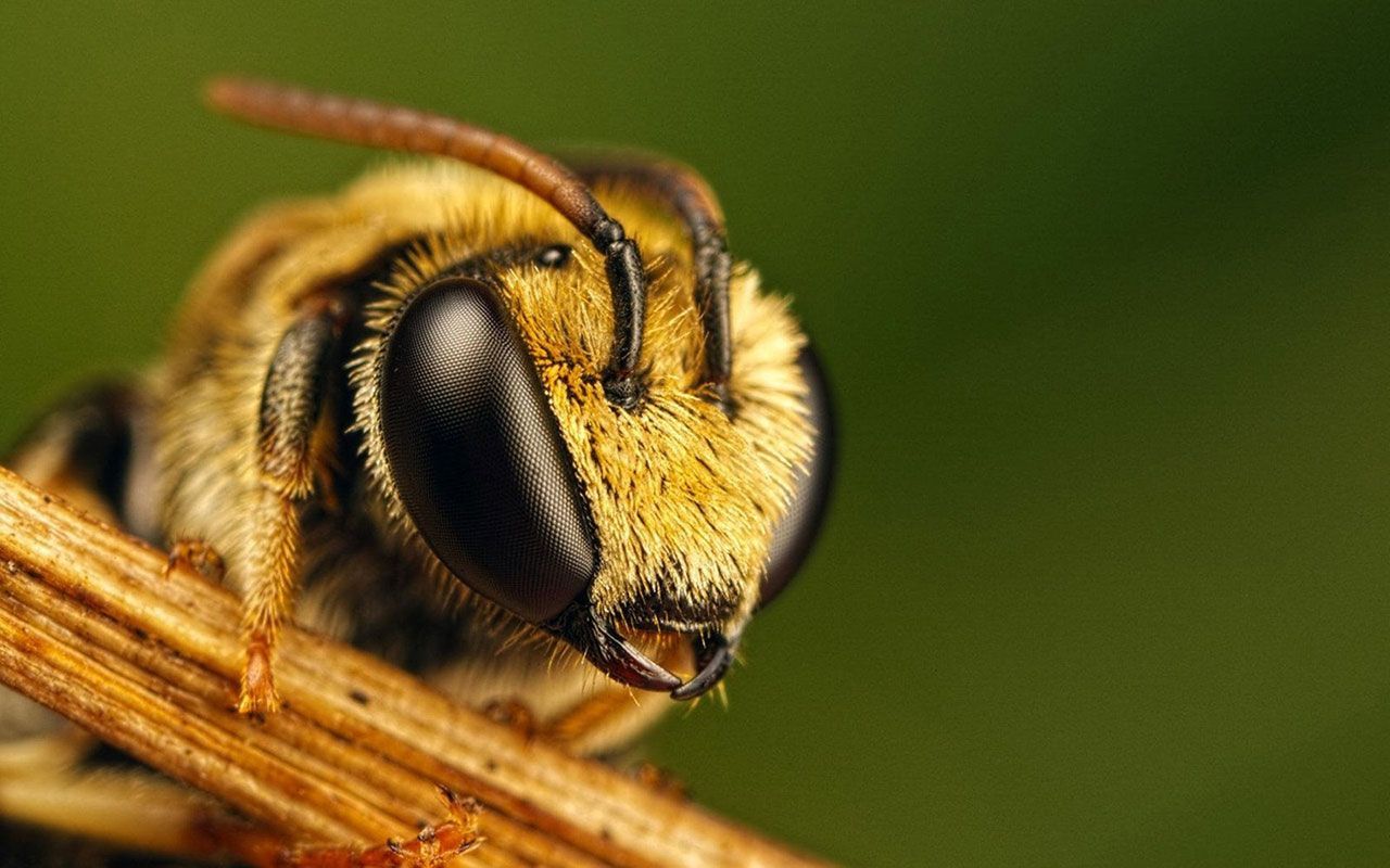 Some Bees Are Very Cute - Bee Wallpaper Hd - HD Wallpaper 