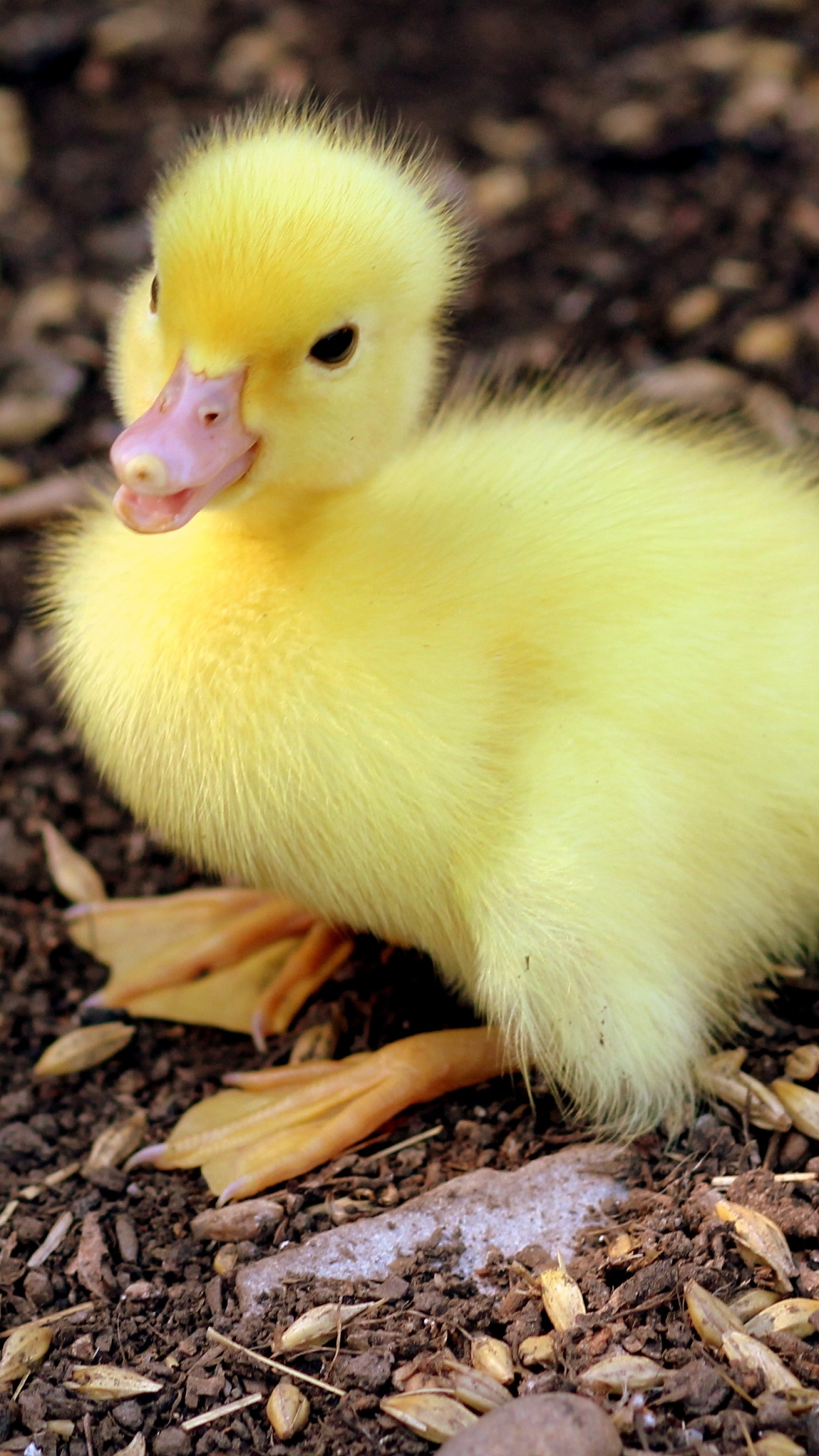 Baby Duck Wallpaper Iphone - HD Wallpaper 