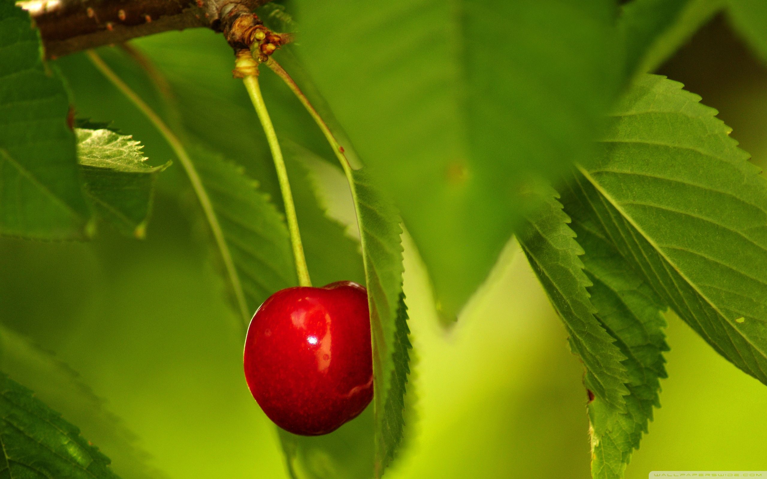 Cherry Fruit Tree ❤ 4k Hd Desktop Wallpaper For 4k - Single Leaf Images In Hd - HD Wallpaper 