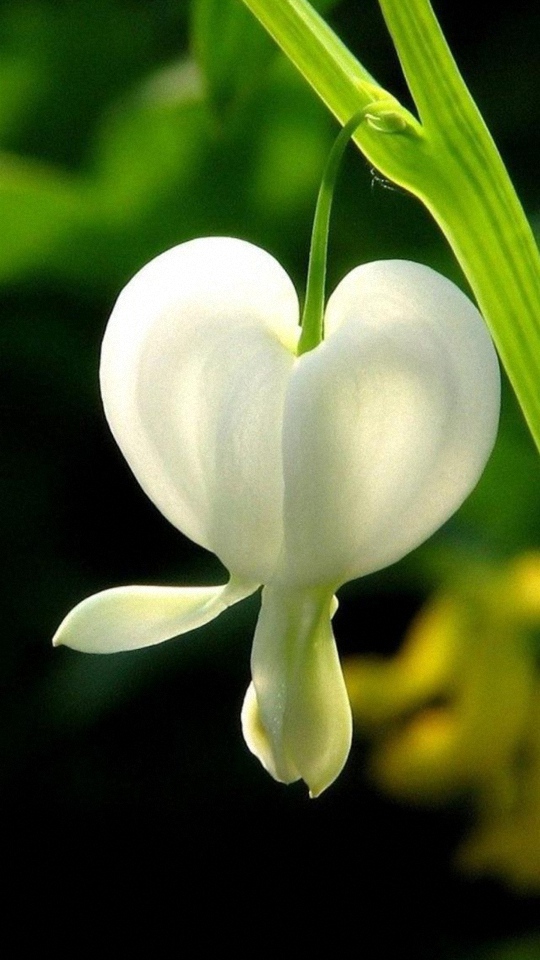 Hd Flori Flower Lenovo Phone Wallpapers - Shahadat Imam Muhammad Baqir - HD Wallpaper 