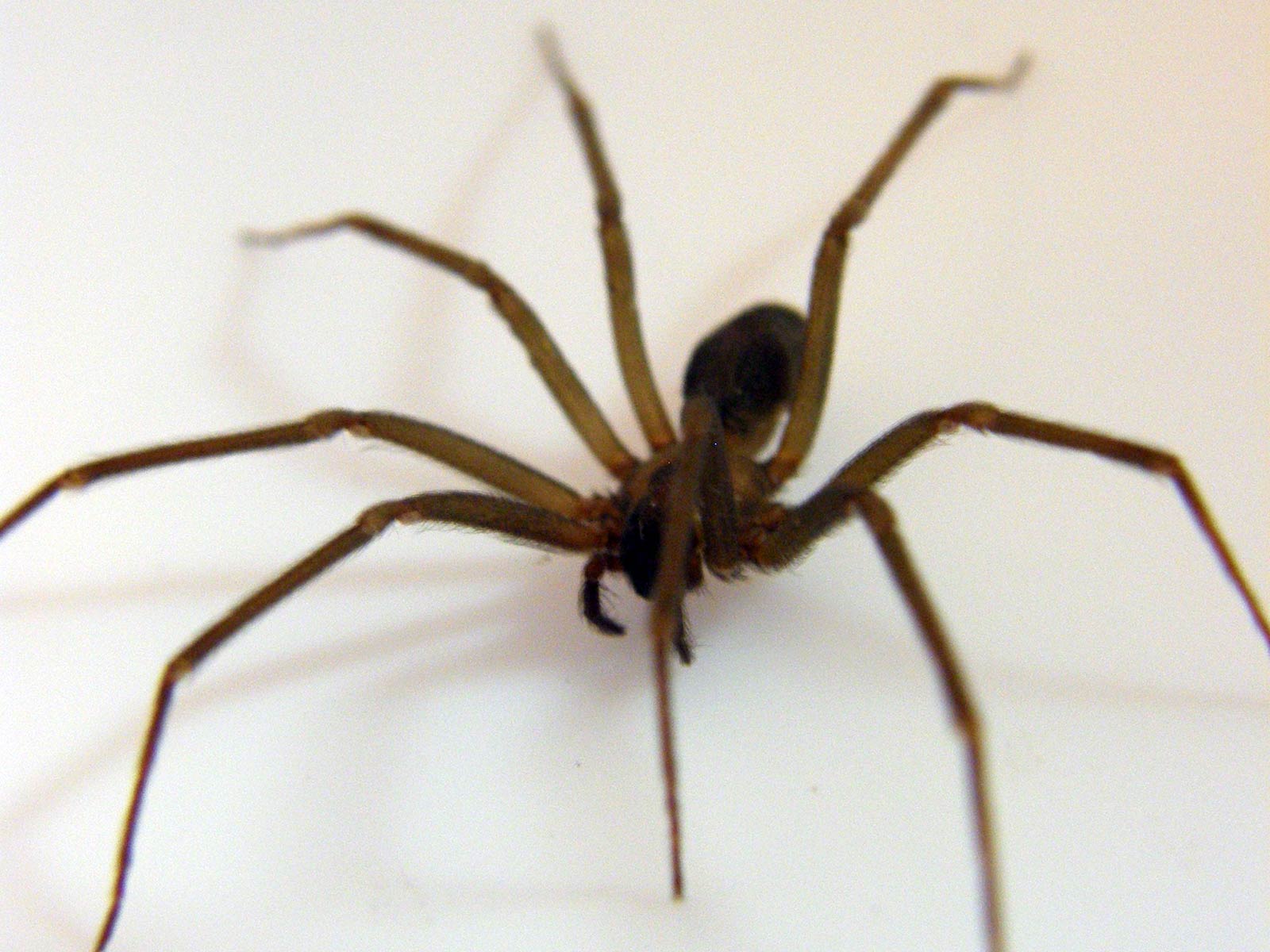 Free Spider Wallpaper Wallpapers Download - 3d Wallpaper Spider In Phone - HD Wallpaper 
