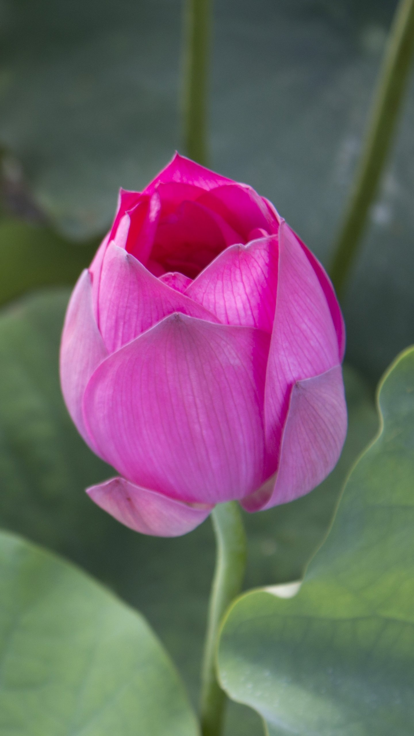 Lotus Hd Wallpaper For Mobile - HD Wallpaper 