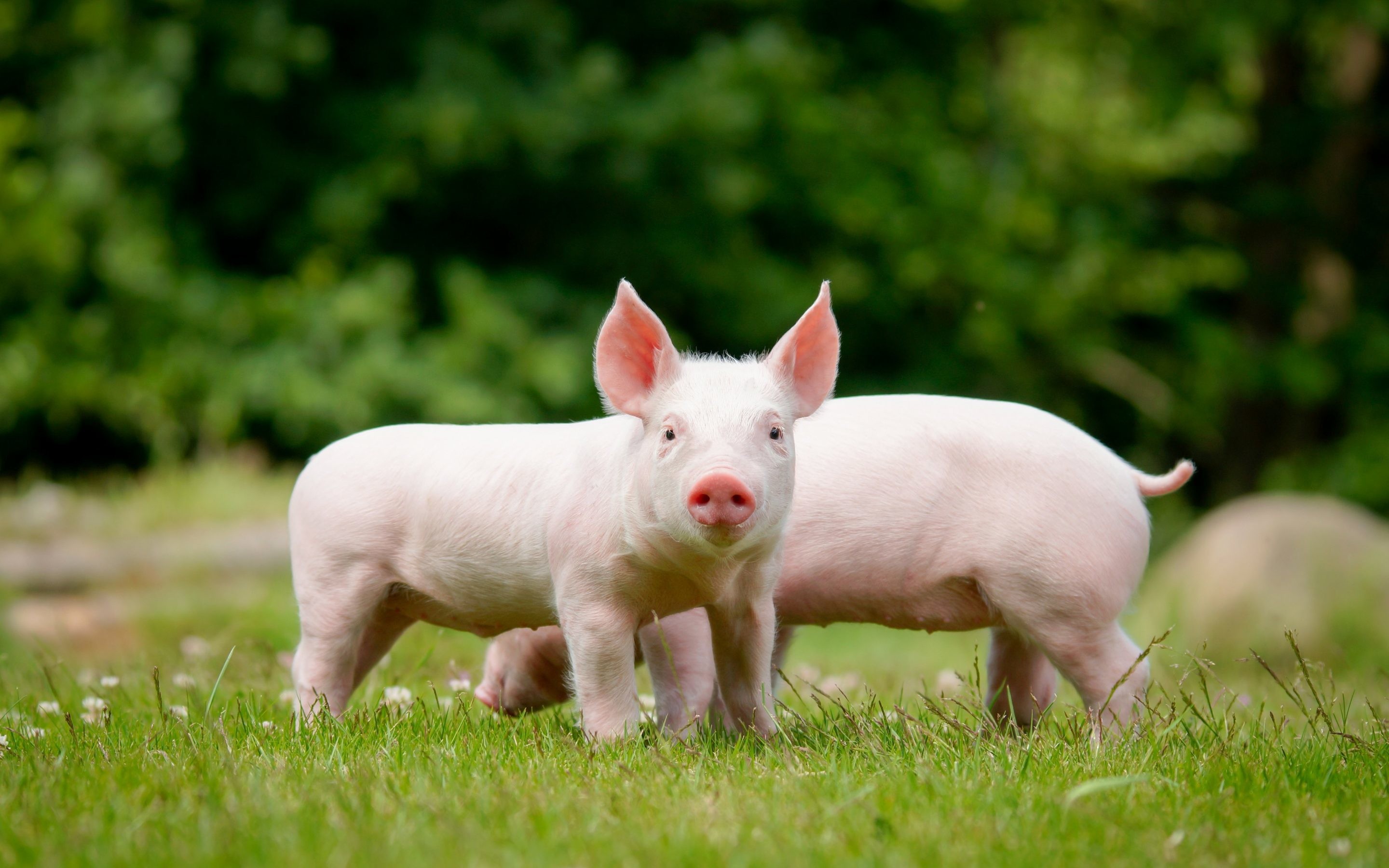 2880x1800, Piglets, Lawn, Small Pigs, Farm, Pigs, Funny - Pig Desktop - HD Wallpaper 