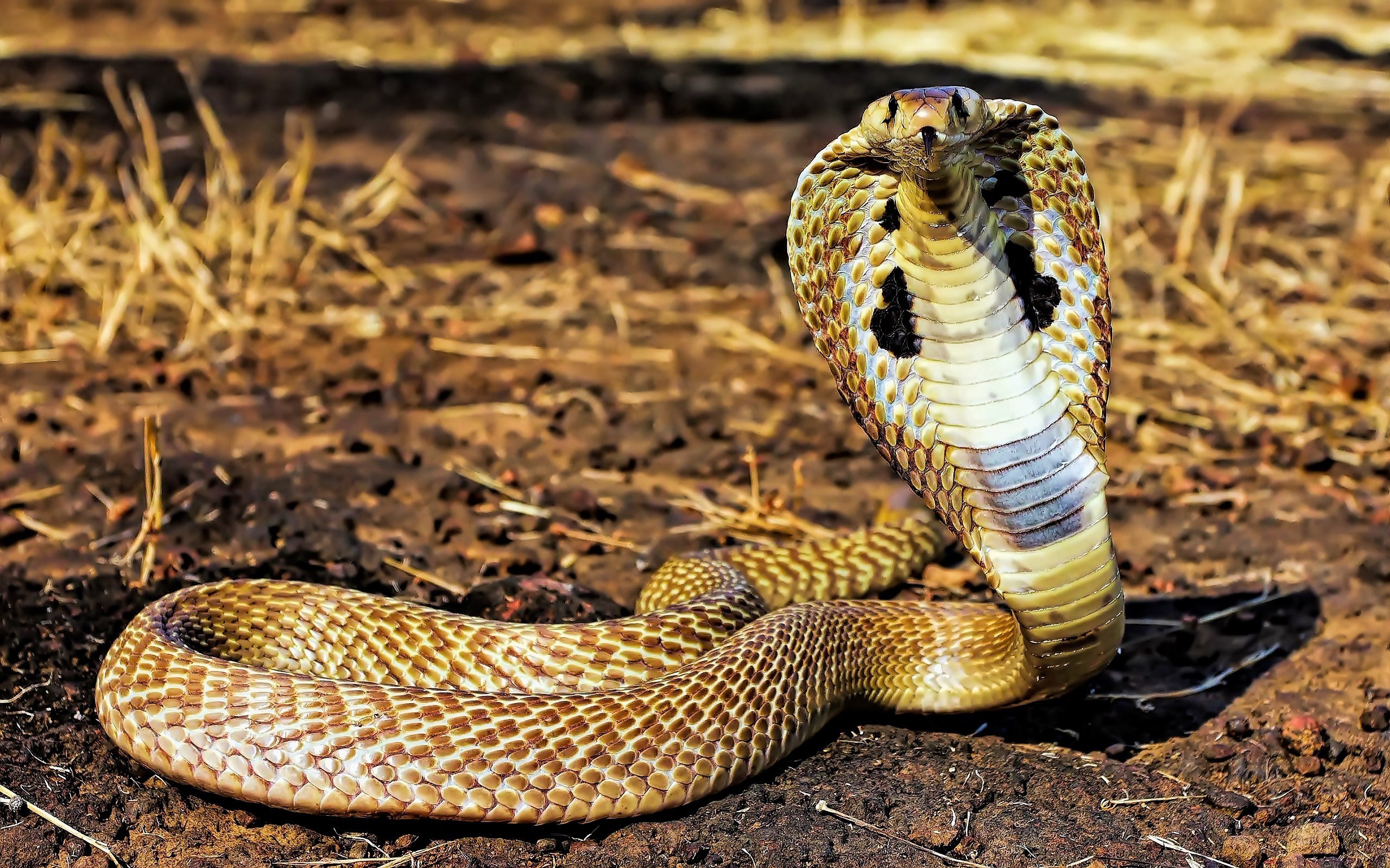 Animals Snake Reptiles Cobra Wallpapers Hd / Desktop - King Cobra Wallpaper Snake - HD Wallpaper 