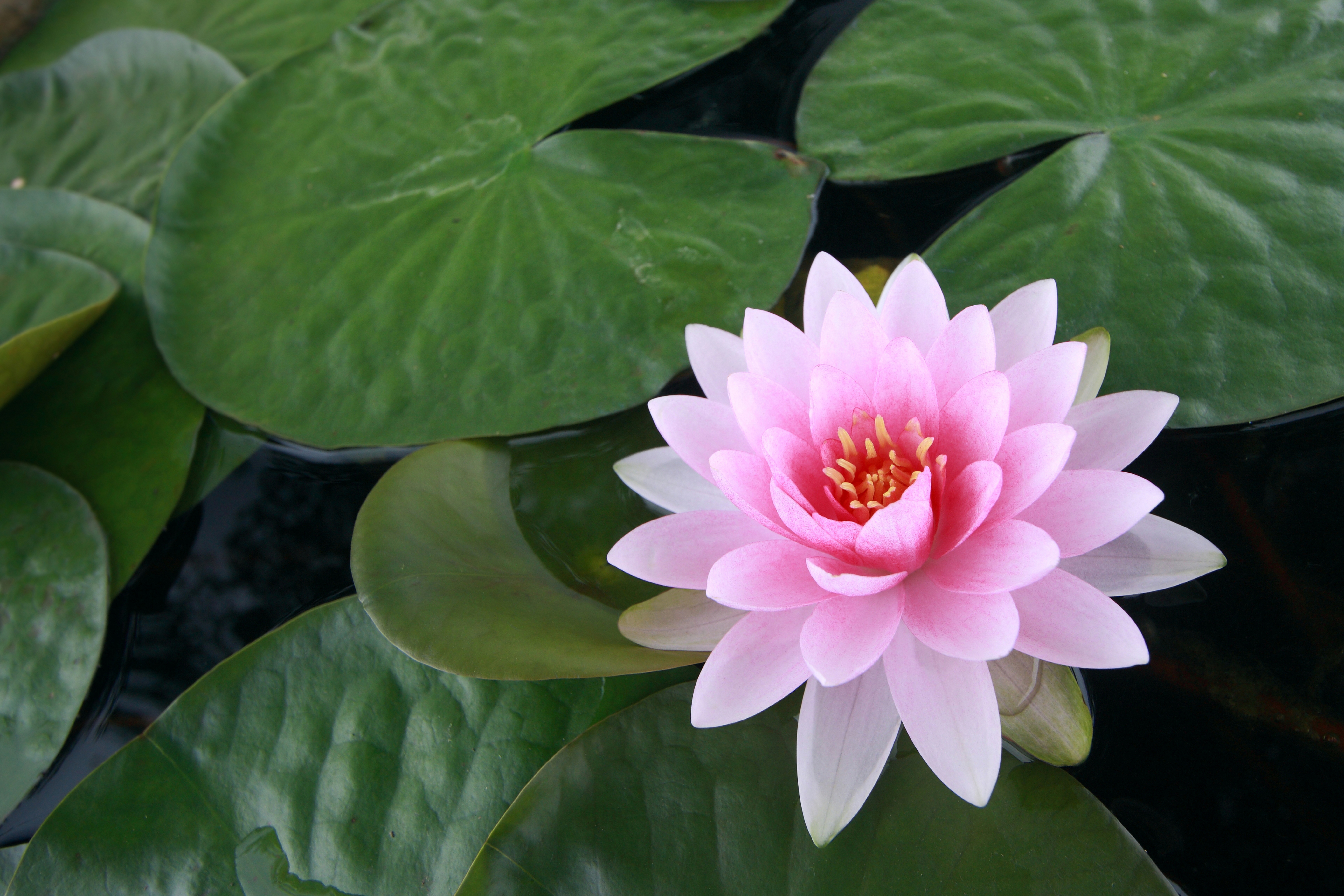 Lotus Flower Hd - HD Wallpaper 
