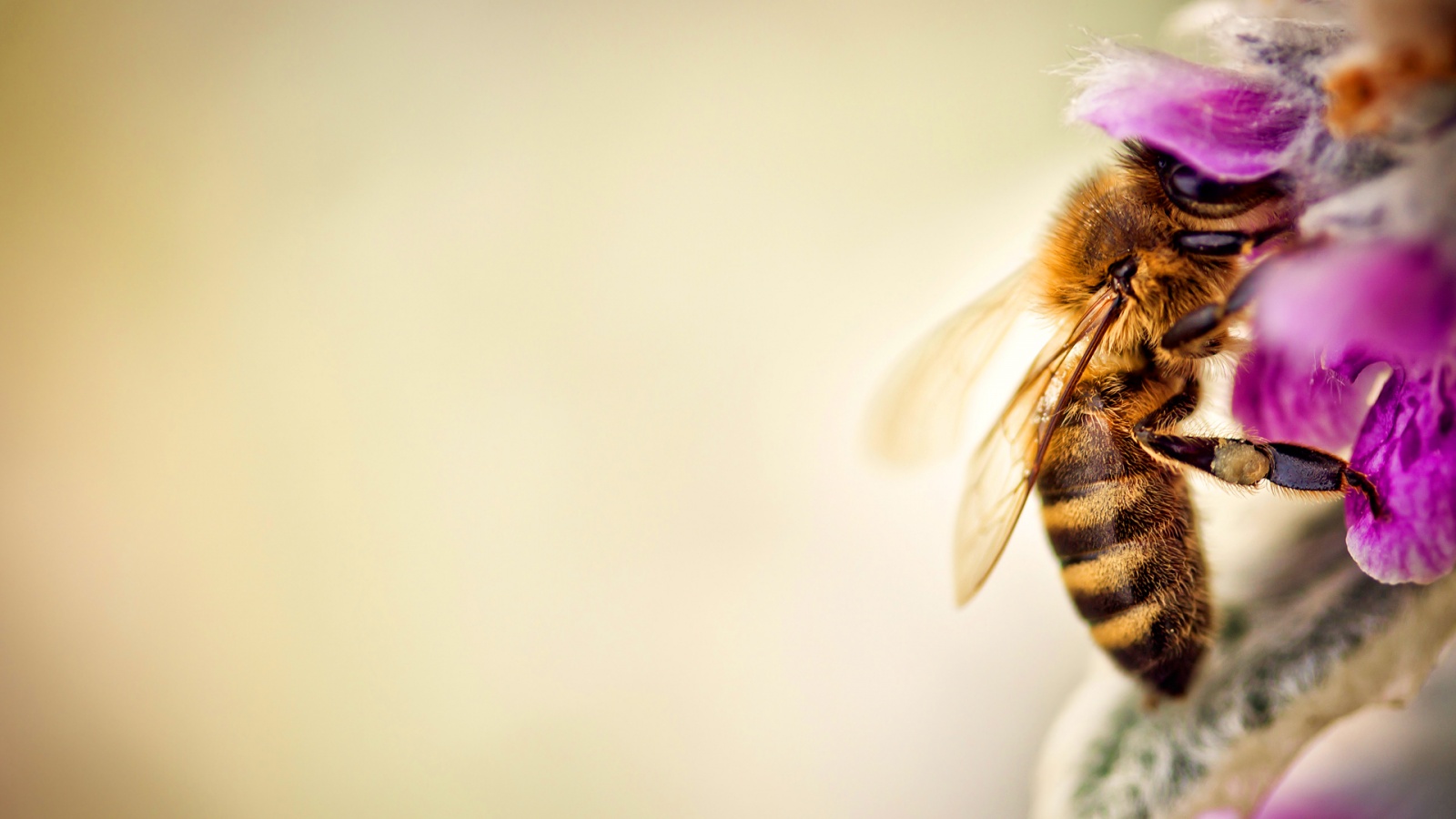 Bee Wallpaper - HD Wallpaper 