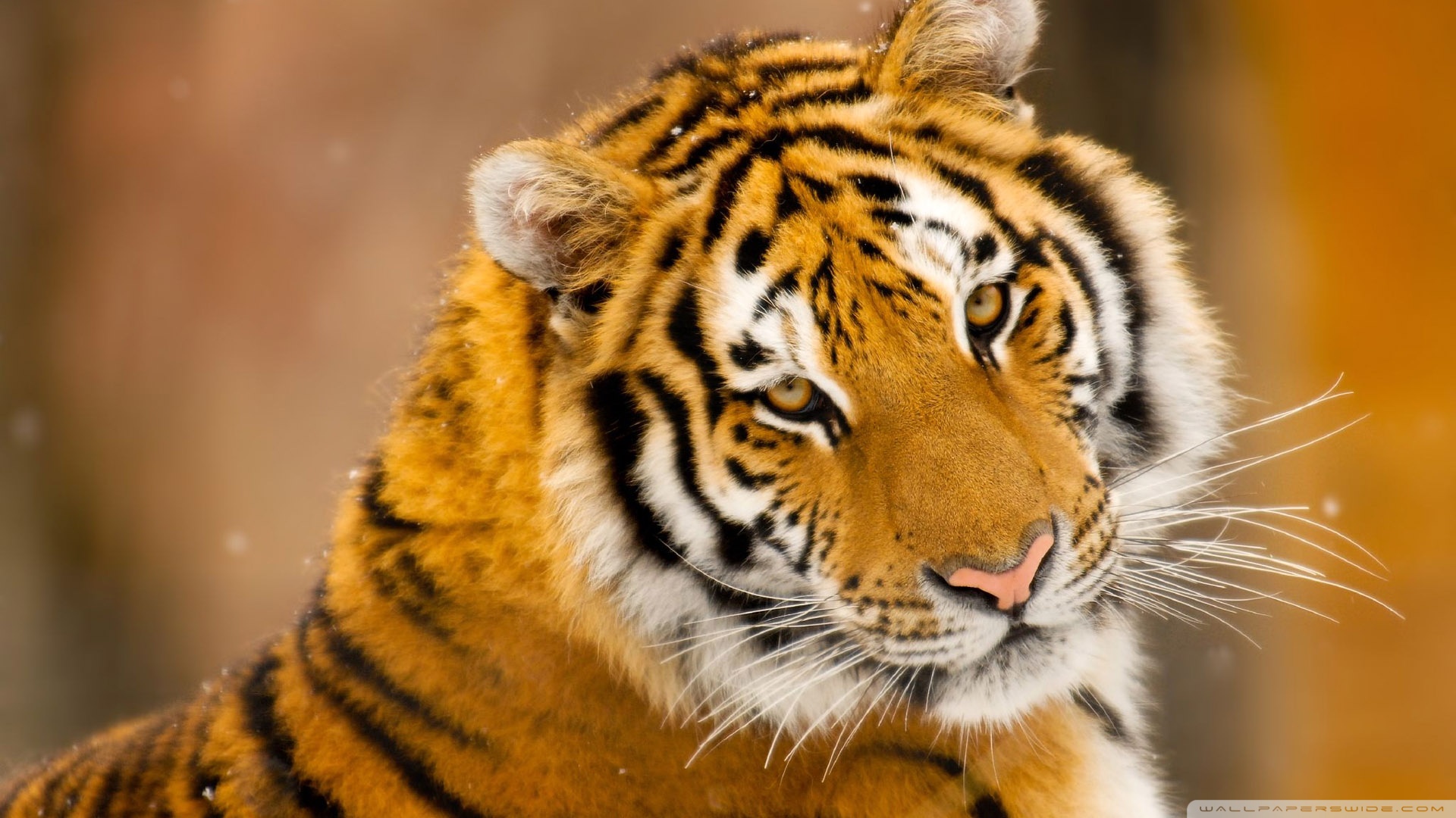 Animal Wallpapers Free - 1920x1080 Wallpaper Animal Wallpapers Free - 1920x1080 Wallpaper