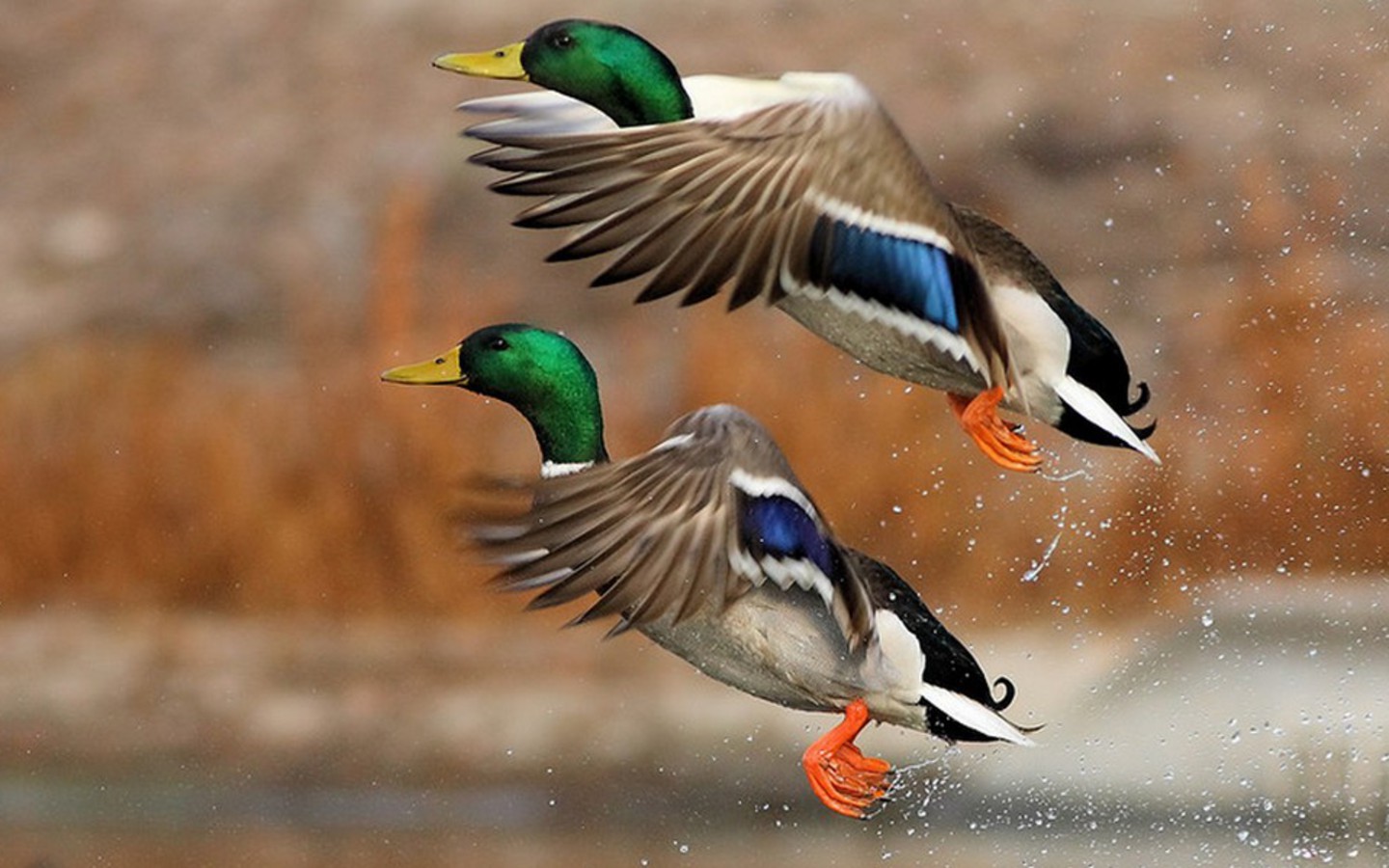 Duck Hunting Wallpaper Iphone - HD Wallpaper 