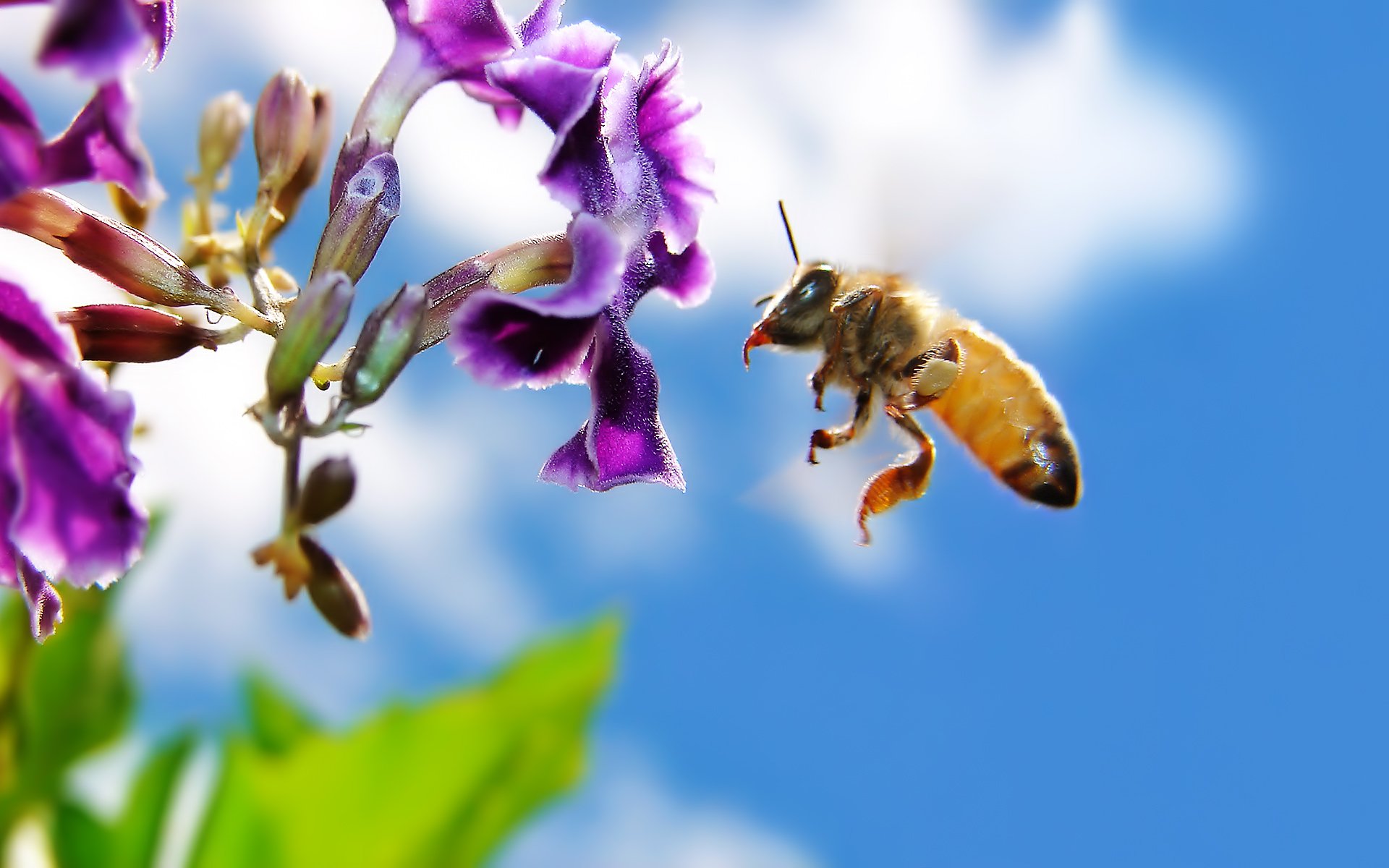 Beautiful Bee And Flower - HD Wallpaper 