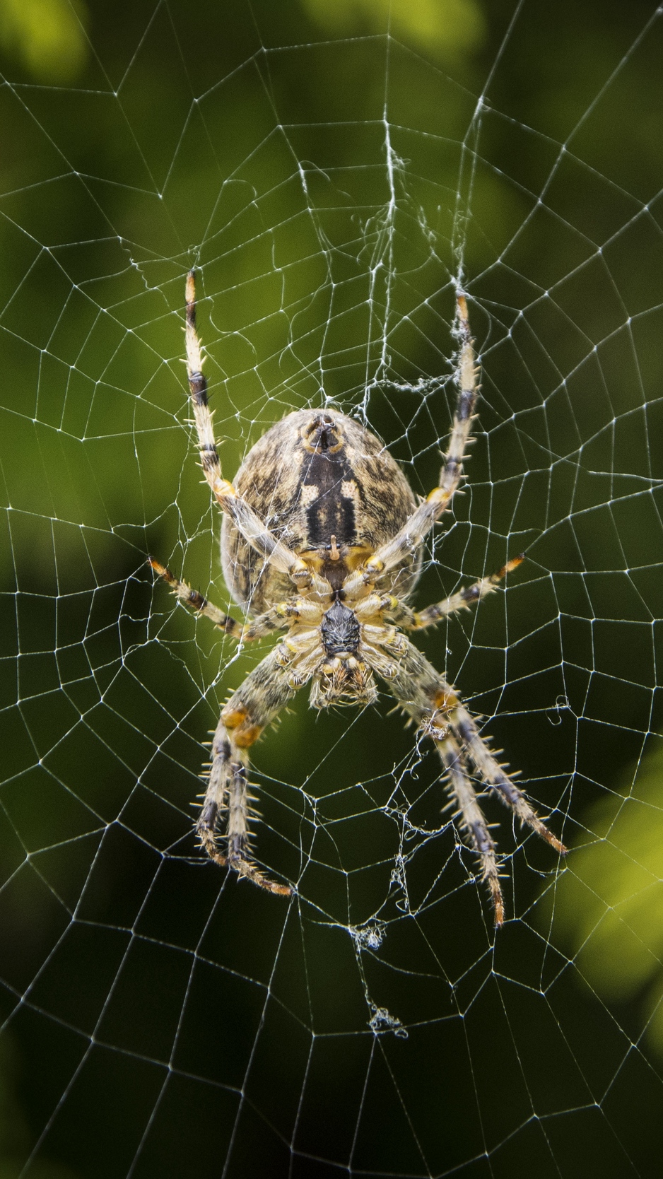 Wallpaper Araneus Diadematus, Spider, Web, European - Spider - HD Wallpaper 