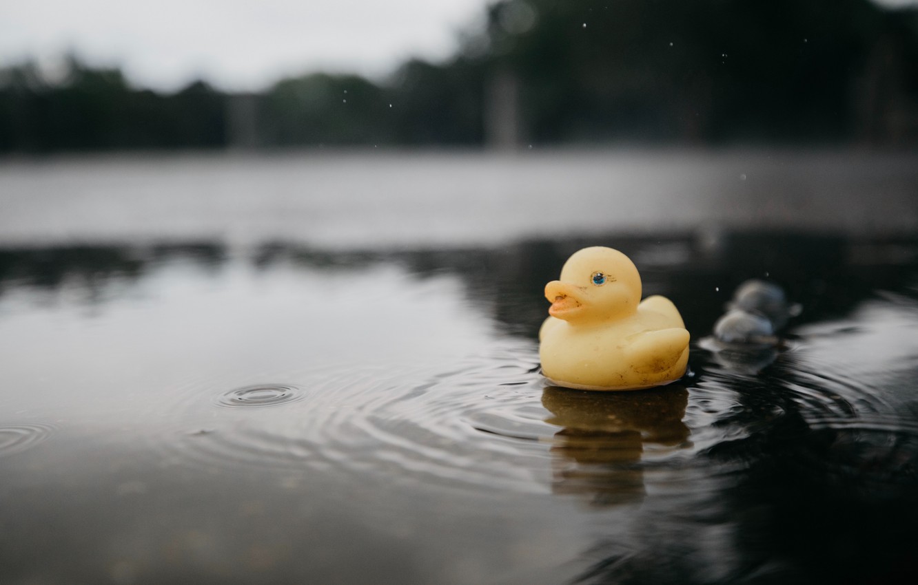Photo Wallpaper Wallpaper, Toy, Water, Blur, Bokeh, - Rubber Duck On Water - HD Wallpaper 