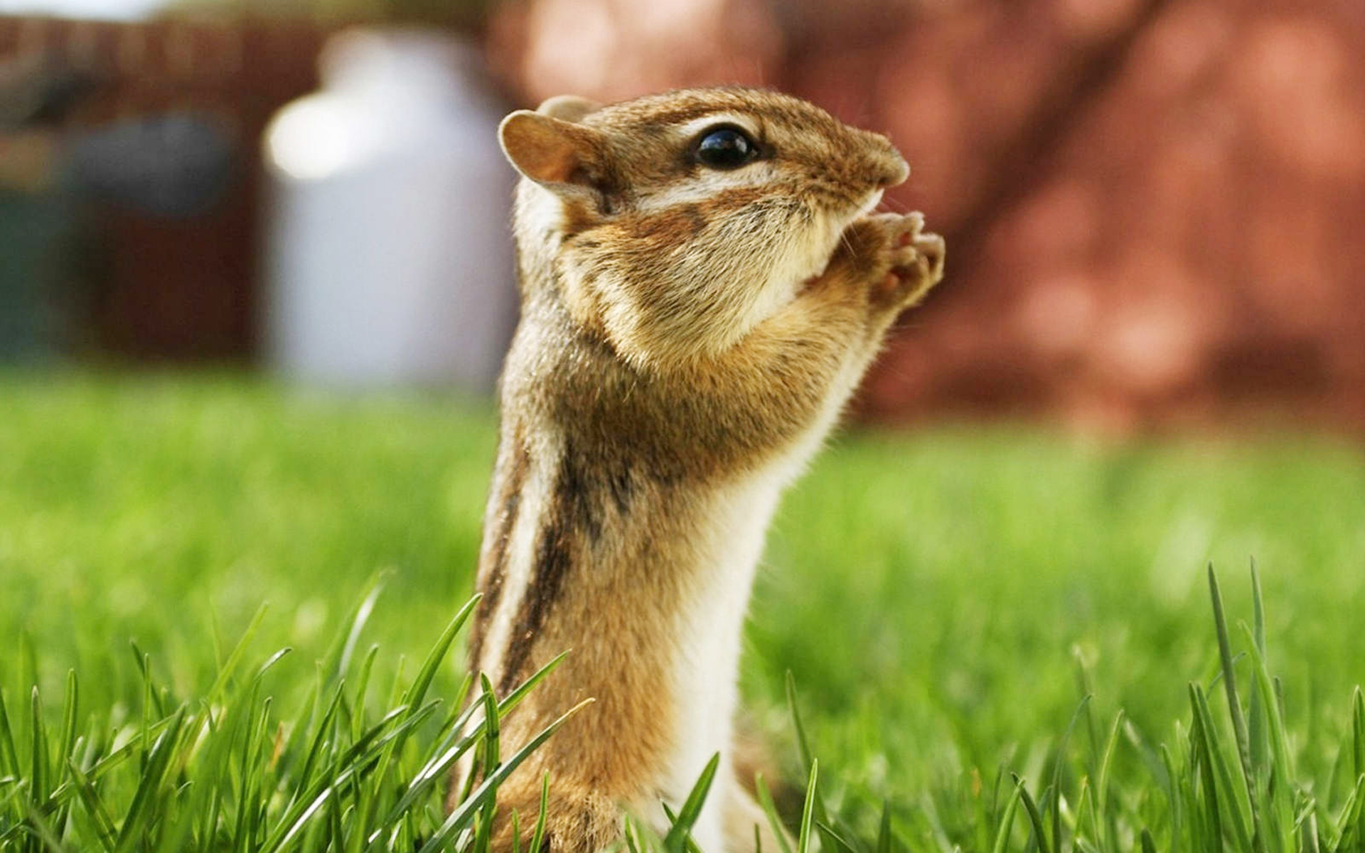 Beautiful Animals Wallpapers Hd Desktop Widescreen - Beautiful Animal Wallpaper Hd - 1920x1200 Wallpaper Beautiful Animals Wallpapers Hd Desktop Widescreen - Beautiful Animal Wallpaper Hd - 1920x1200 Wallpaper
