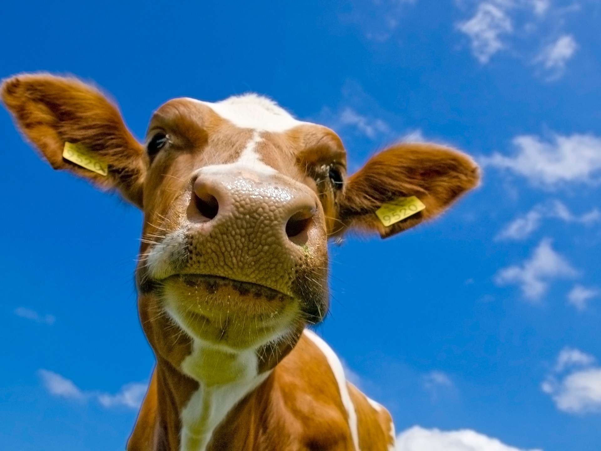 Animal Wallpaper Cow - HD Wallpaper 