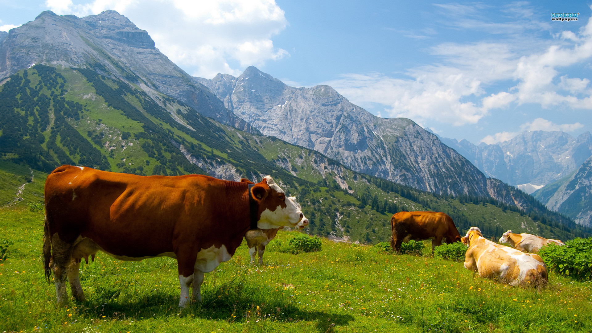 1920x1080, Cow Wallpapers For Desktop 8 
 Data Id 268904 - Austrian Cows Alps - HD Wallpaper 