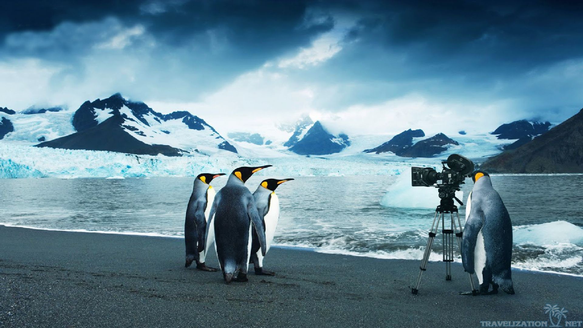 Penguin Wallpaper Fantastic Penguin Images K Ultra - Desktop Wallpaper Hd Penguin - HD Wallpaper 