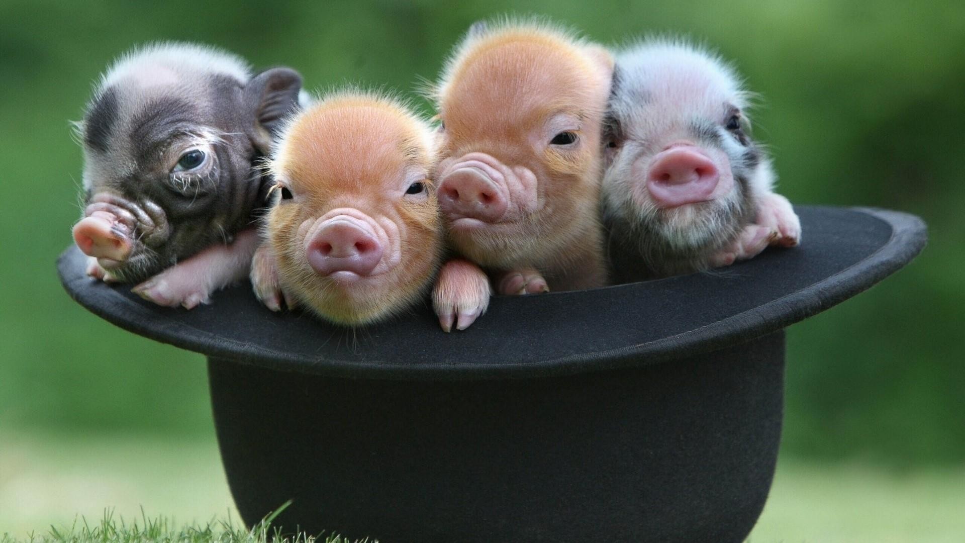 1920x1080, Baby Pigs In The Hat Wallpaper - Baby Pig Wallpaper Hd - HD Wallpaper 