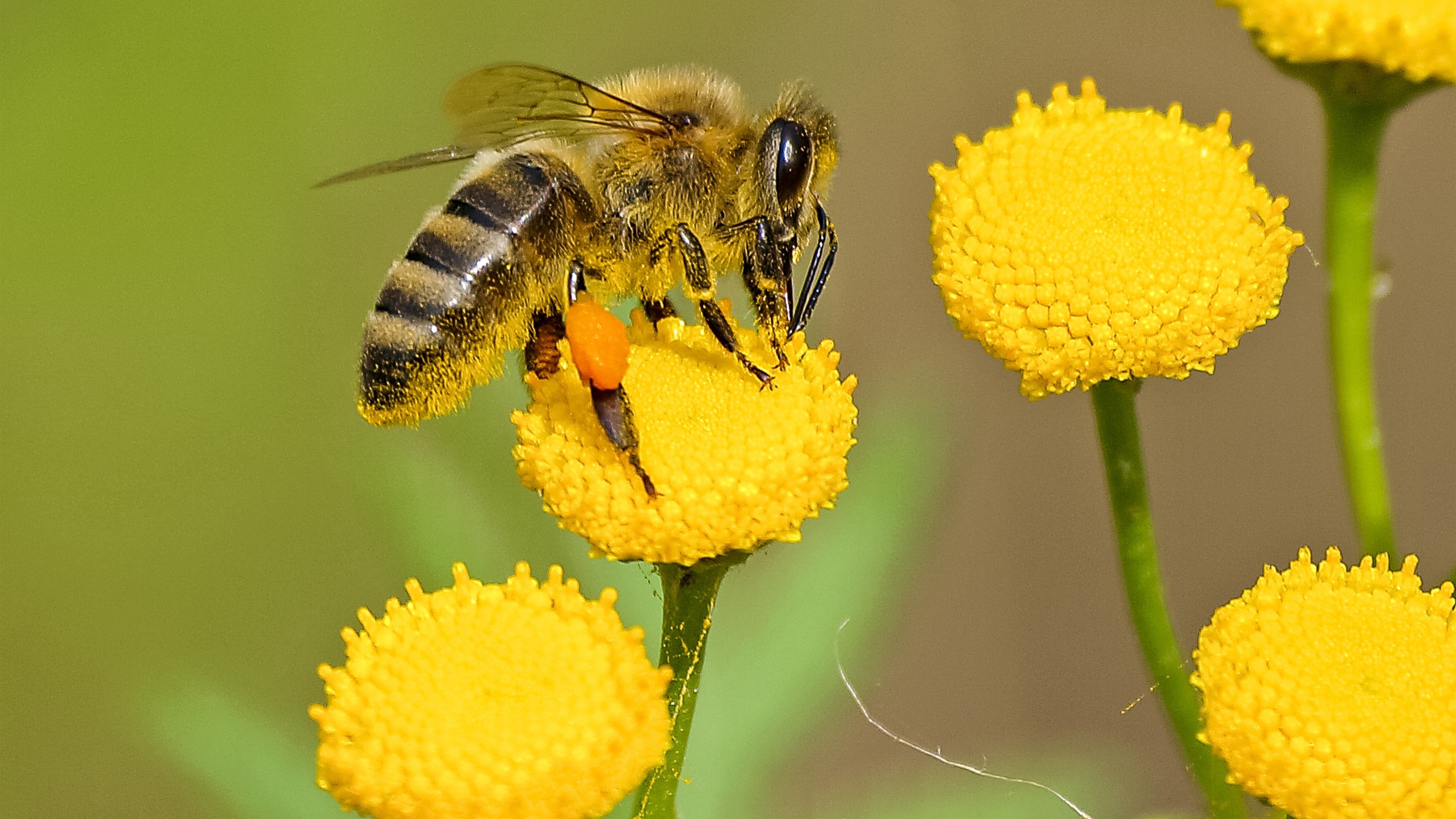 Bee 4k Wallpaper - Global Warming Effect On Insects - HD Wallpaper 