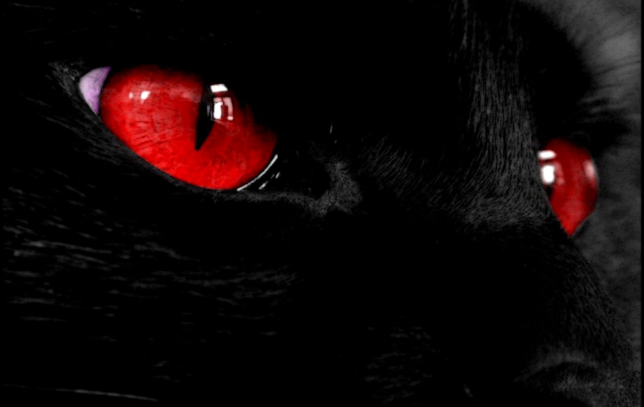 Red Eye Wallpaper In Hd Daily Health - Gato De Olhos Vermelhos - HD Wallpaper 