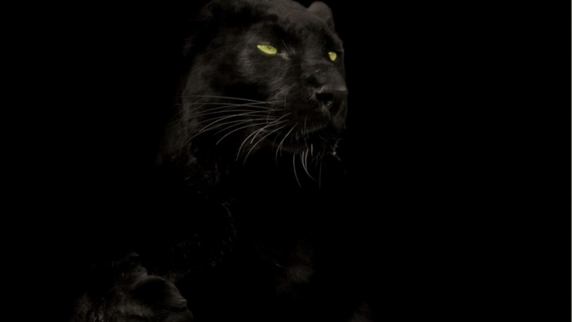 Black Panther Marvel Hd Wallpaper - Free Wallpapers Black Panther Cat - HD Wallpaper 