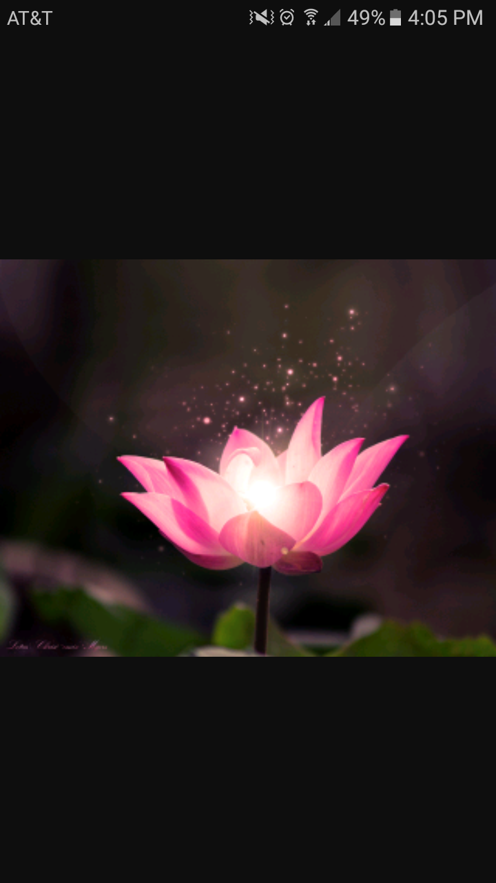 Beautiful, Flower, And Flower Wallpaper Image - Lotus Flower Magic - HD Wallpaper 