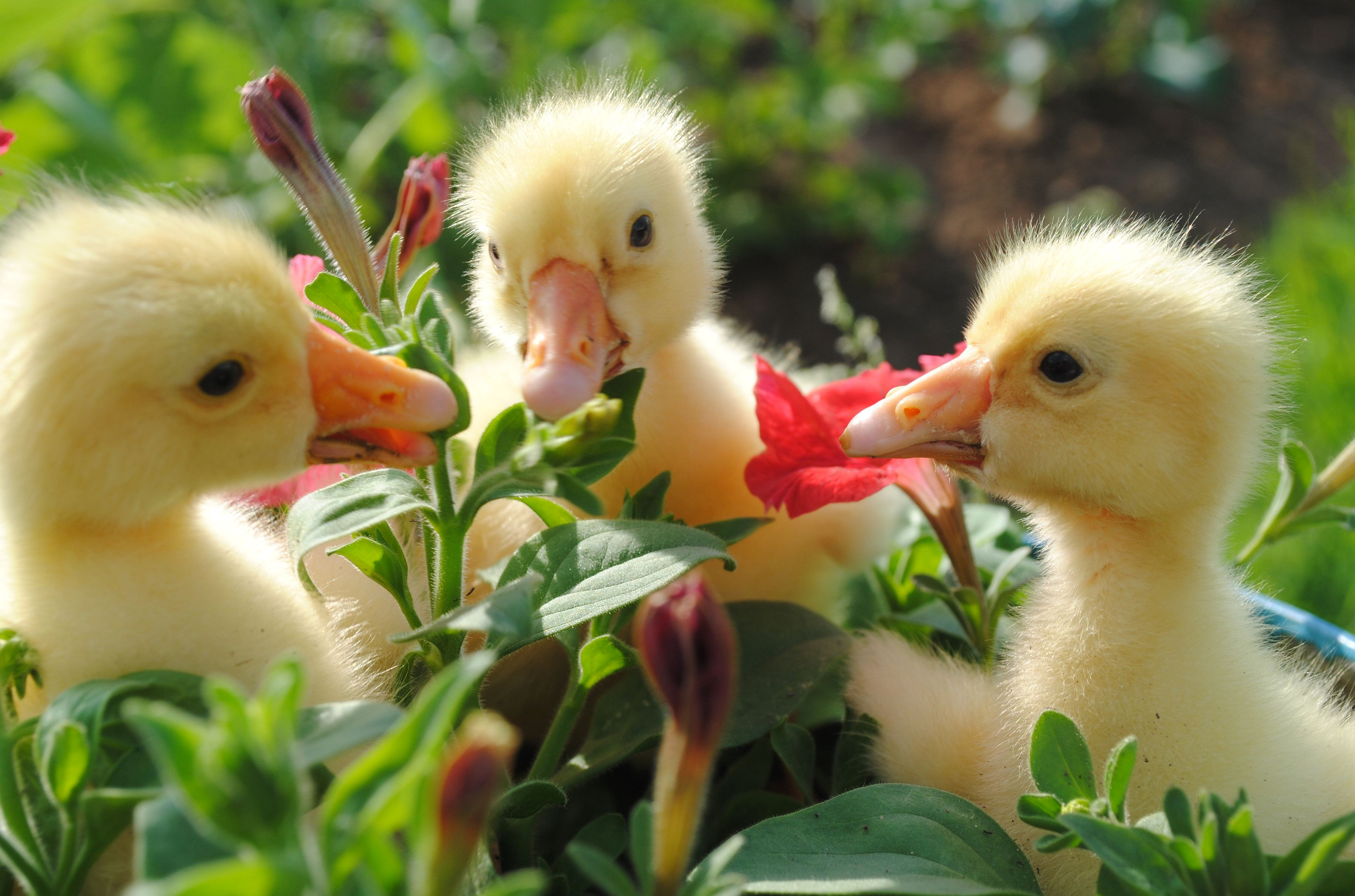 Spring Flowers And Animals - HD Wallpaper 