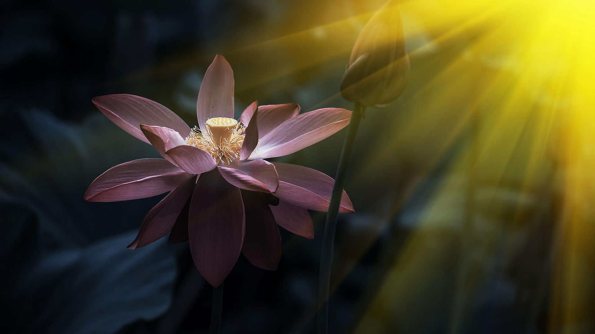 Pink Lotus Wallpaper - Lotus - HD Wallpaper 