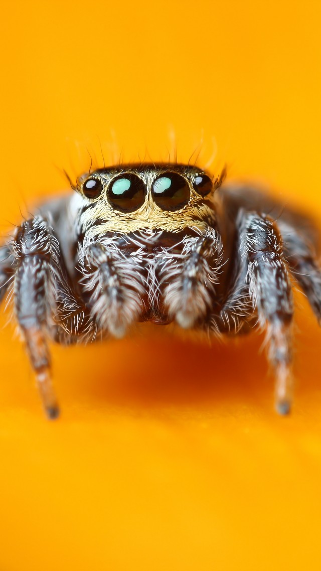 Jumping Spider, 5k, 4k Wallpaper, Macro, Black, Eyes, - Spiders Are The Only Web Developers That Enjoy Finding - HD Wallpaper 