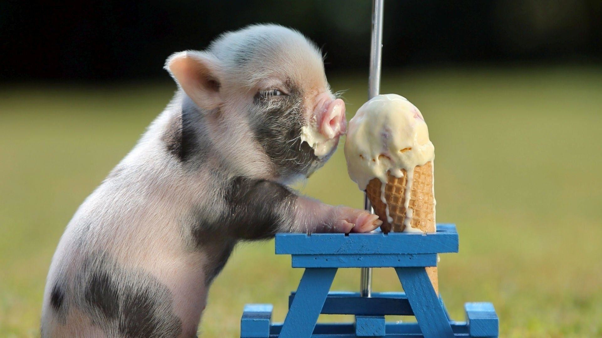 1920x1080, Baby Pig Wallpapers - Animals And Ice Cream - HD Wallpaper 