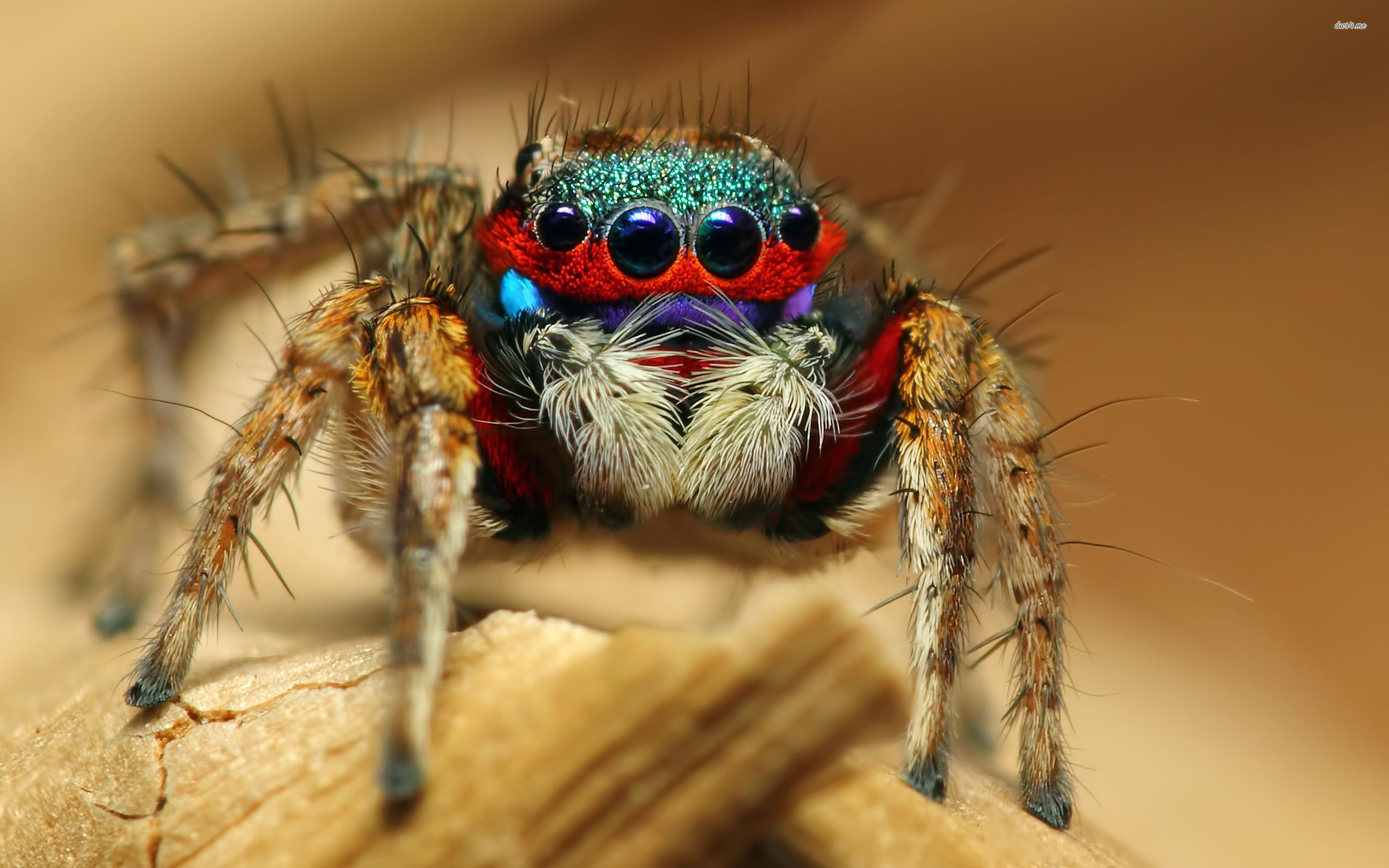 Cute Spider Wallpaper 1080p - HD Wallpaper 