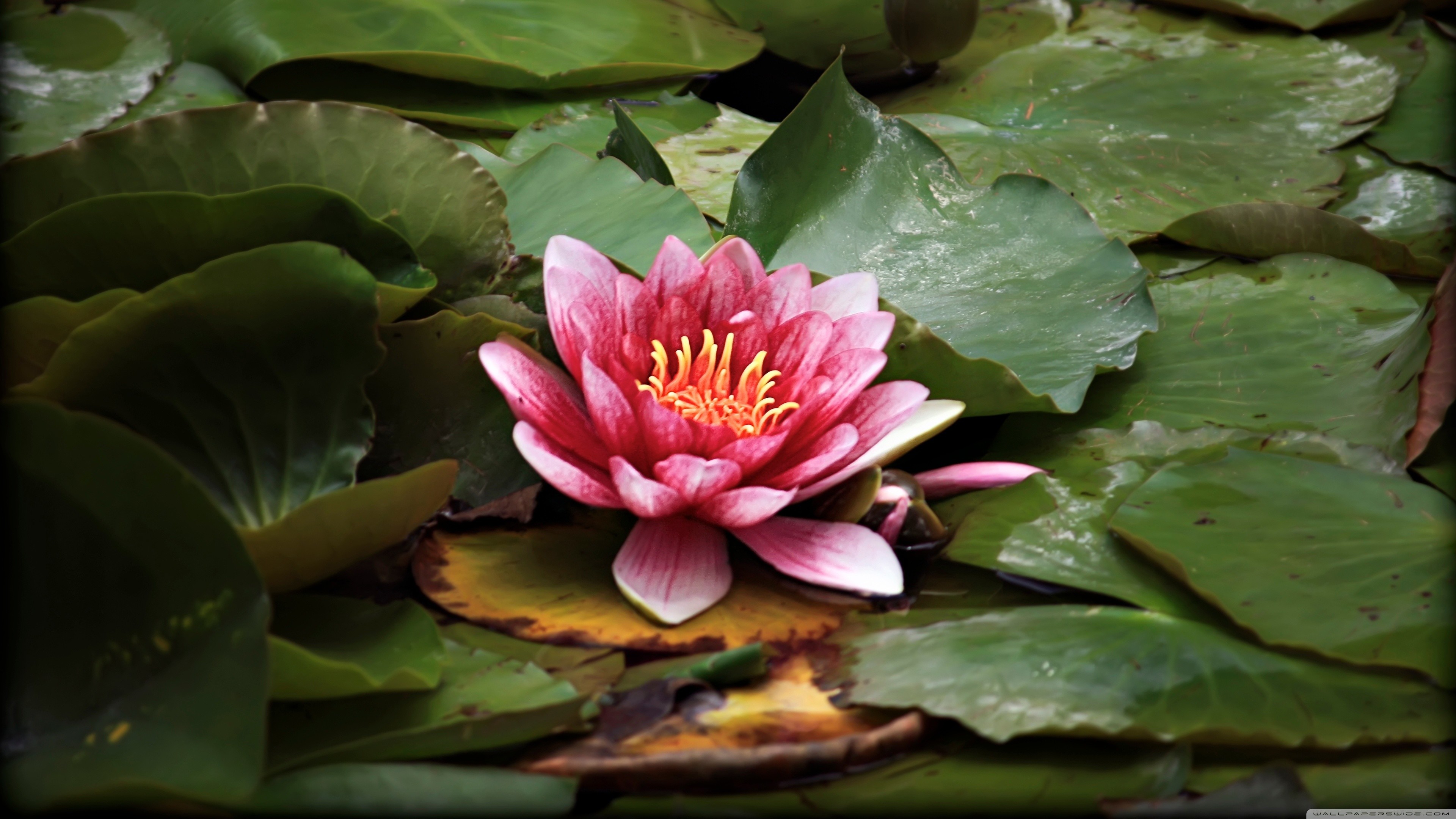 3840x2160, 
 Data Id 208516 
 Data Src /walls/full/1/7/4/208516 - Lotus In Pond Hd - HD Wallpaper 