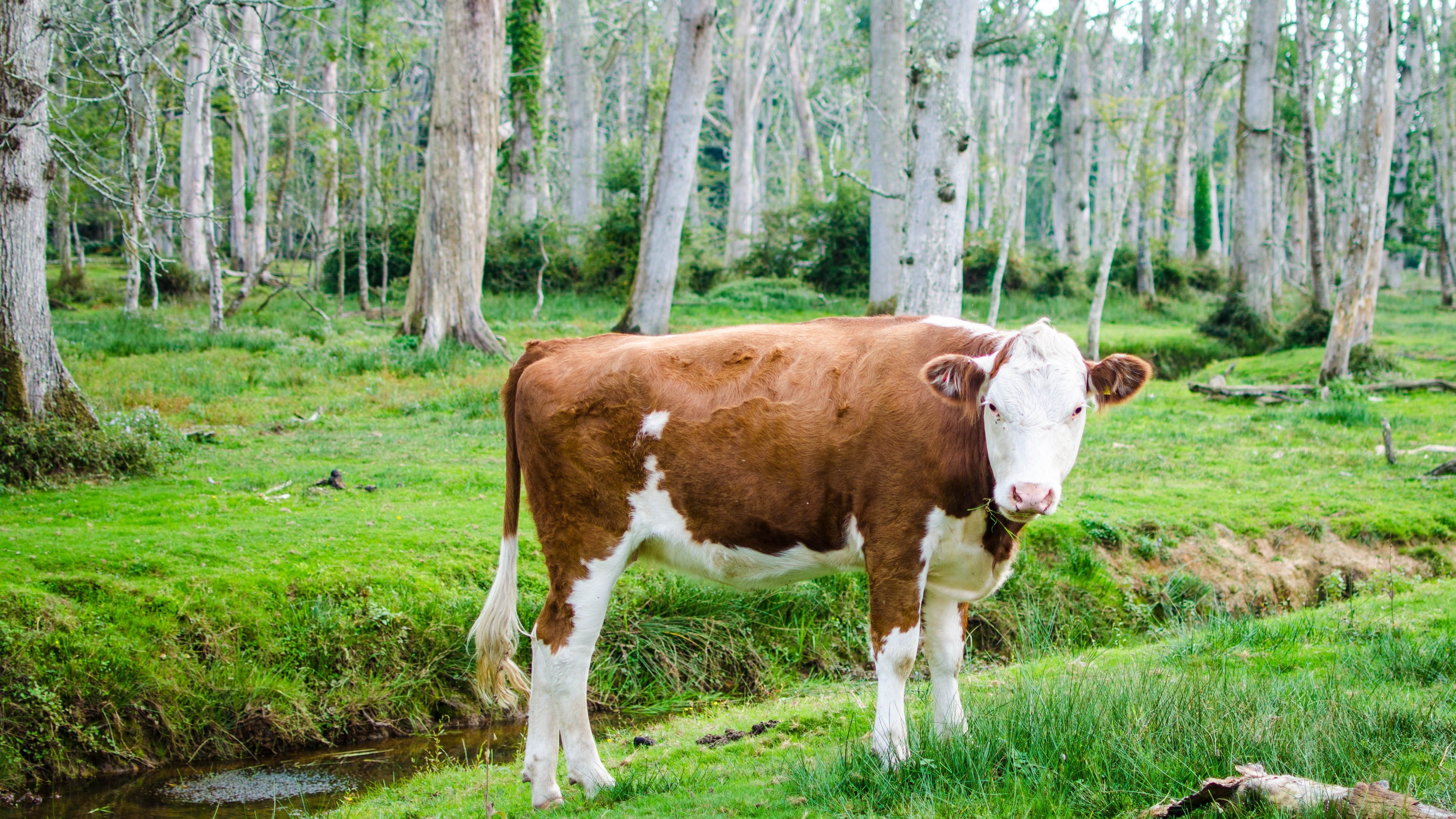 Cow 4k Wallpaper - Cow In The Forest - HD Wallpaper 