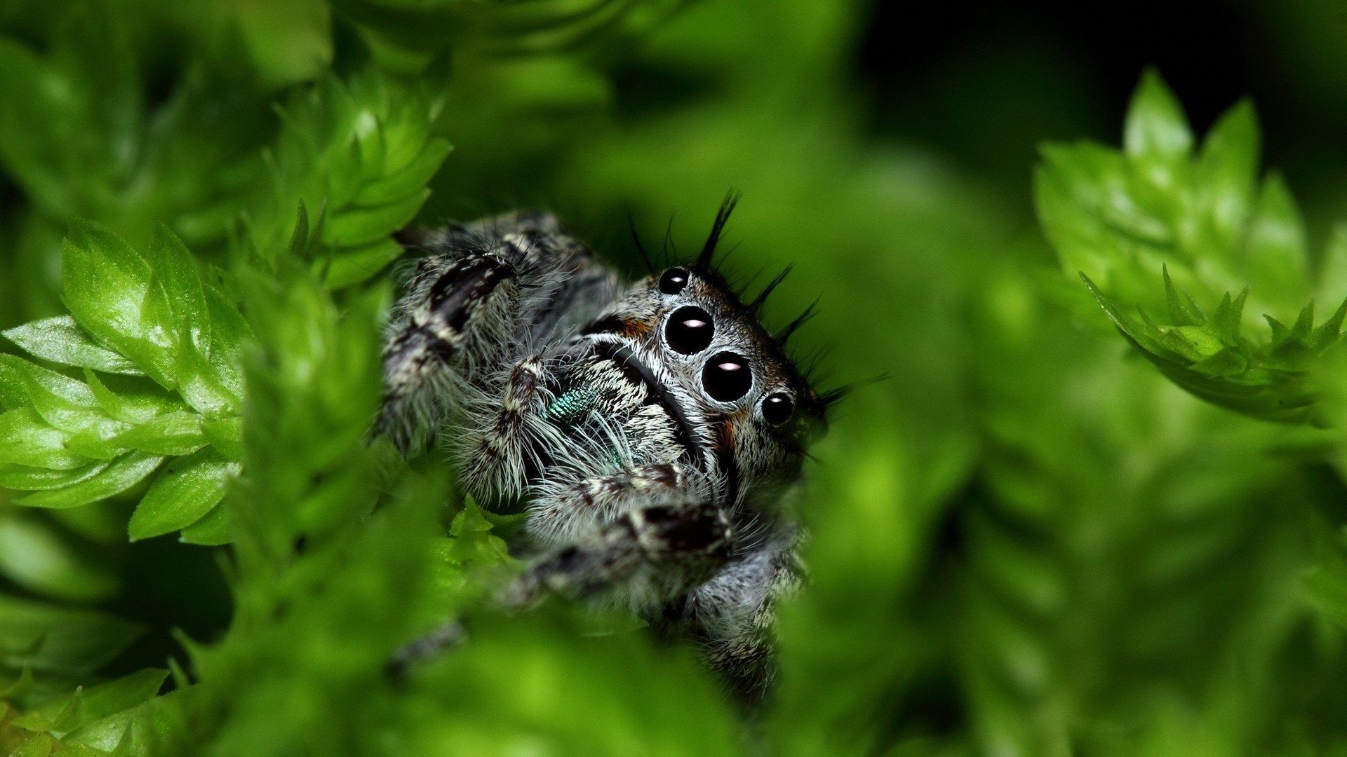Spider Wallpaper Scary Themes 
 Data-src - Macro Hd - HD Wallpaper 