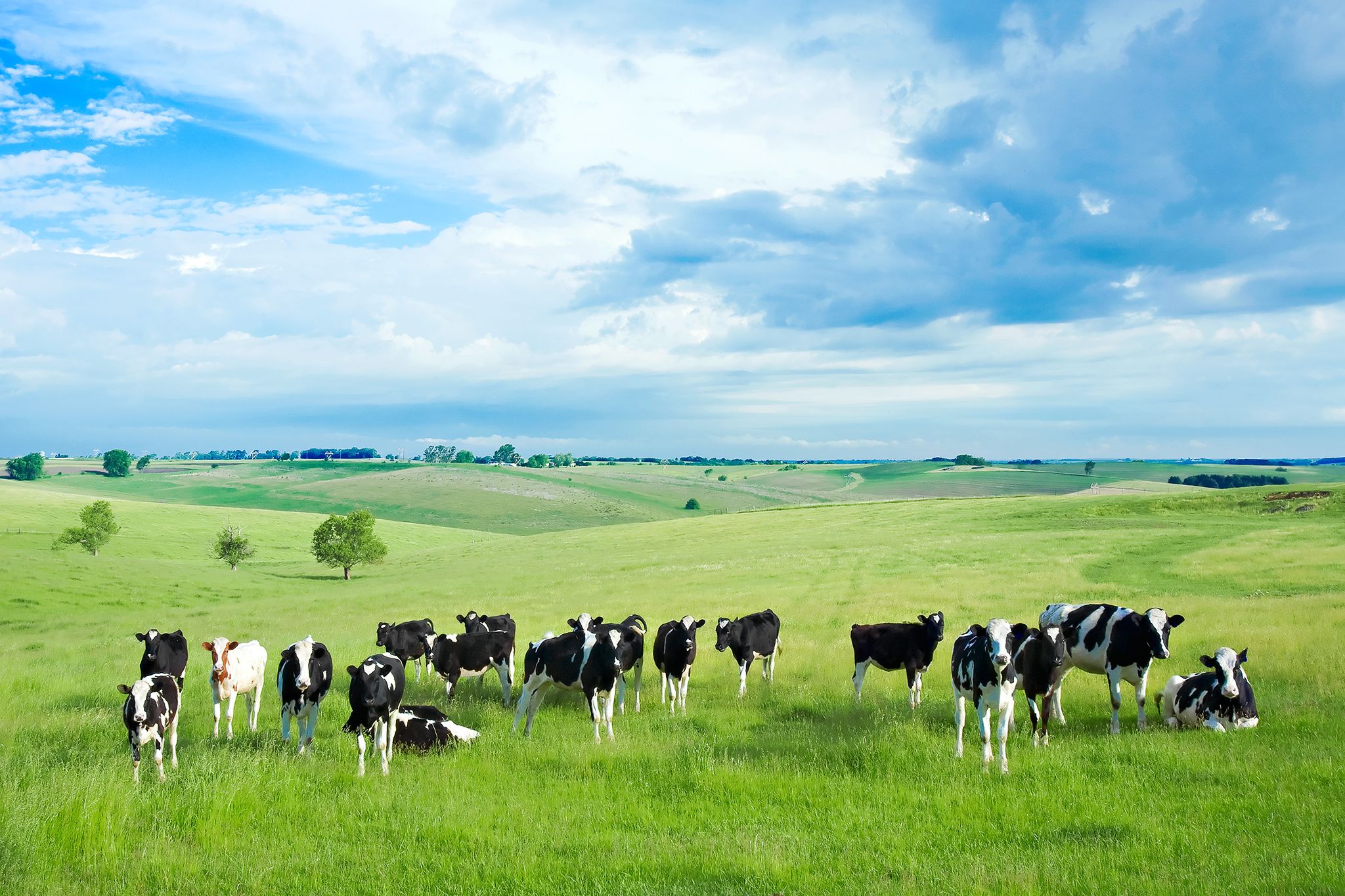 Top 77 Cattle Wallpaper - Dairy Farm - HD Wallpaper 