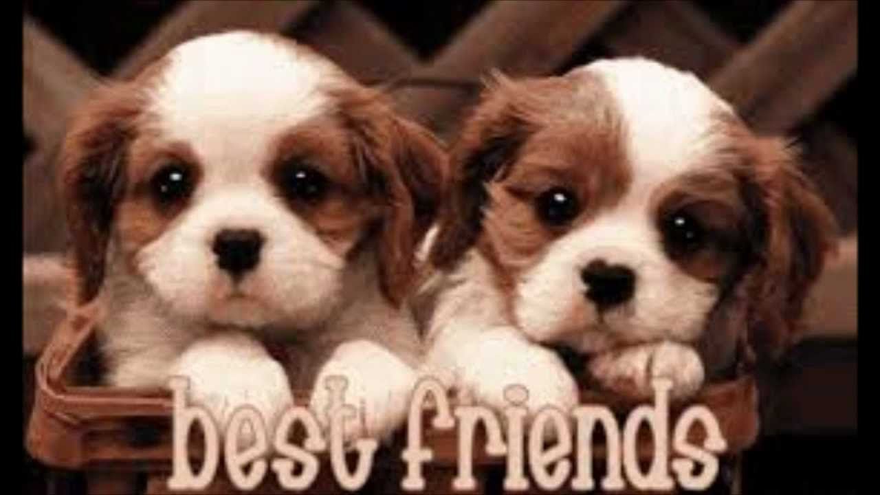 Best Friends Forever Wallpapers Wallpapers Cave - Best Friends Gif Cute - HD Wallpaper 