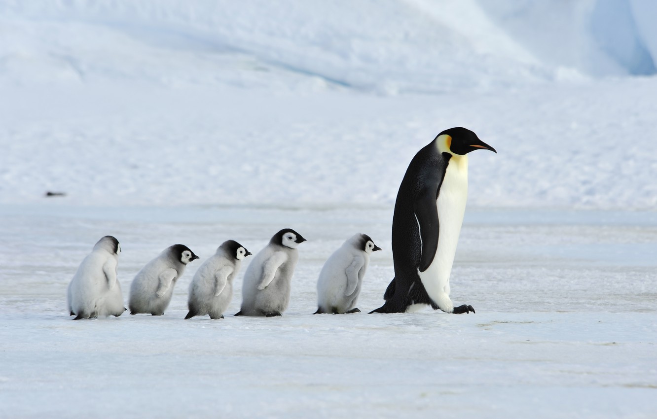 Photo Wallpaper Father, Family, Mother, Emperor Penguins - Emperor Penguin - HD Wallpaper 