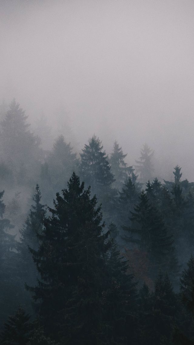 Fog 5k 4k Wallpaper Trees Forest Black Aesthetic Wallpaper Desktop 640x1138 Wallpaper Teahub Io