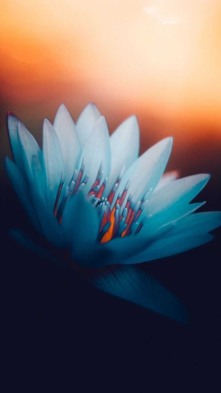 Lotush Wonderful Hd Wallpaper Blue Lotus Portrait Lotush - 4k Flower Wallpaper For Mobile - HD Wallpaper 