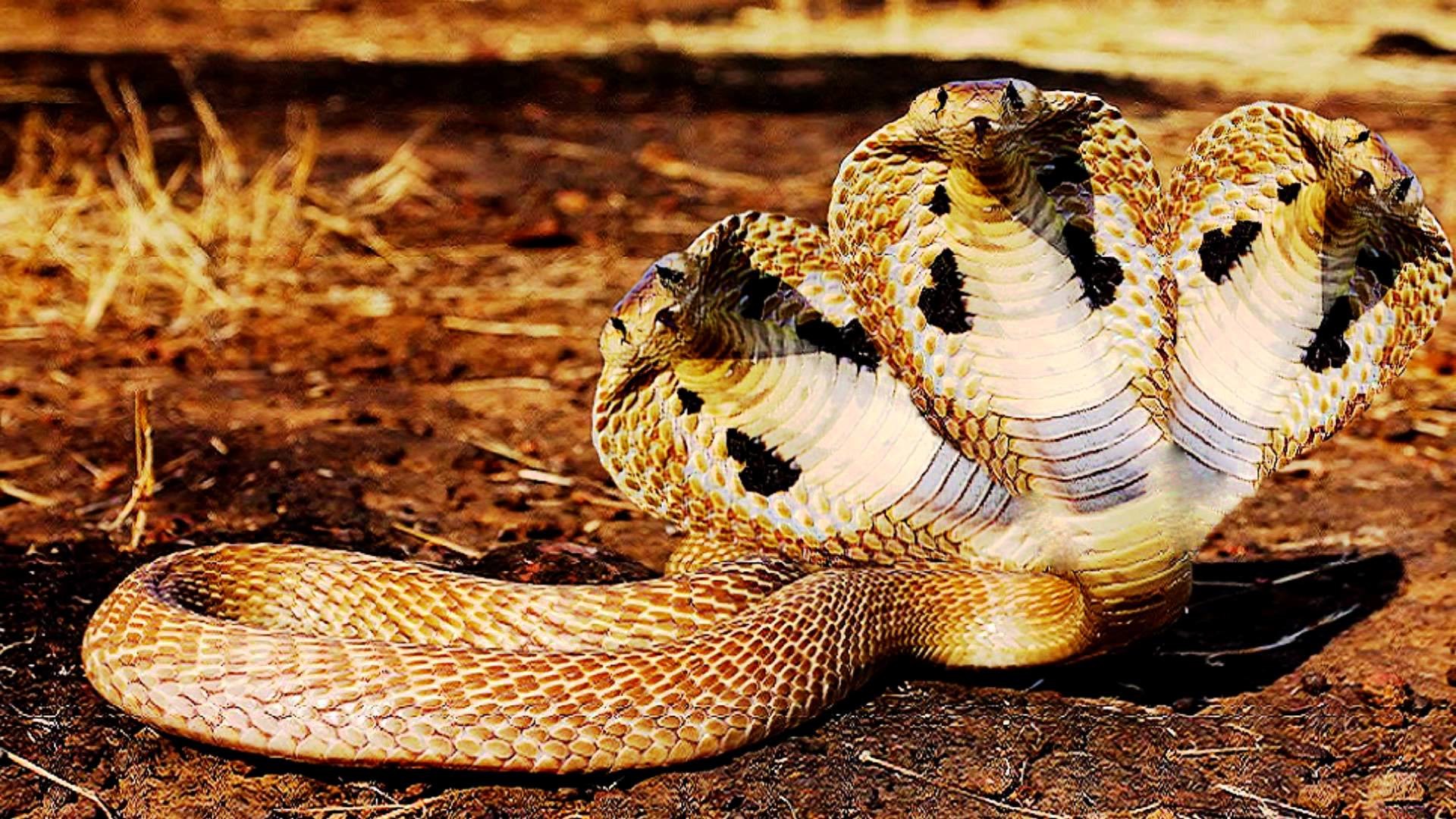 Data Src Indian King Cobra Snake Wallpaper For Andro - Indian King Cobra Snake Wallpaper Hd - HD Wallpaper 