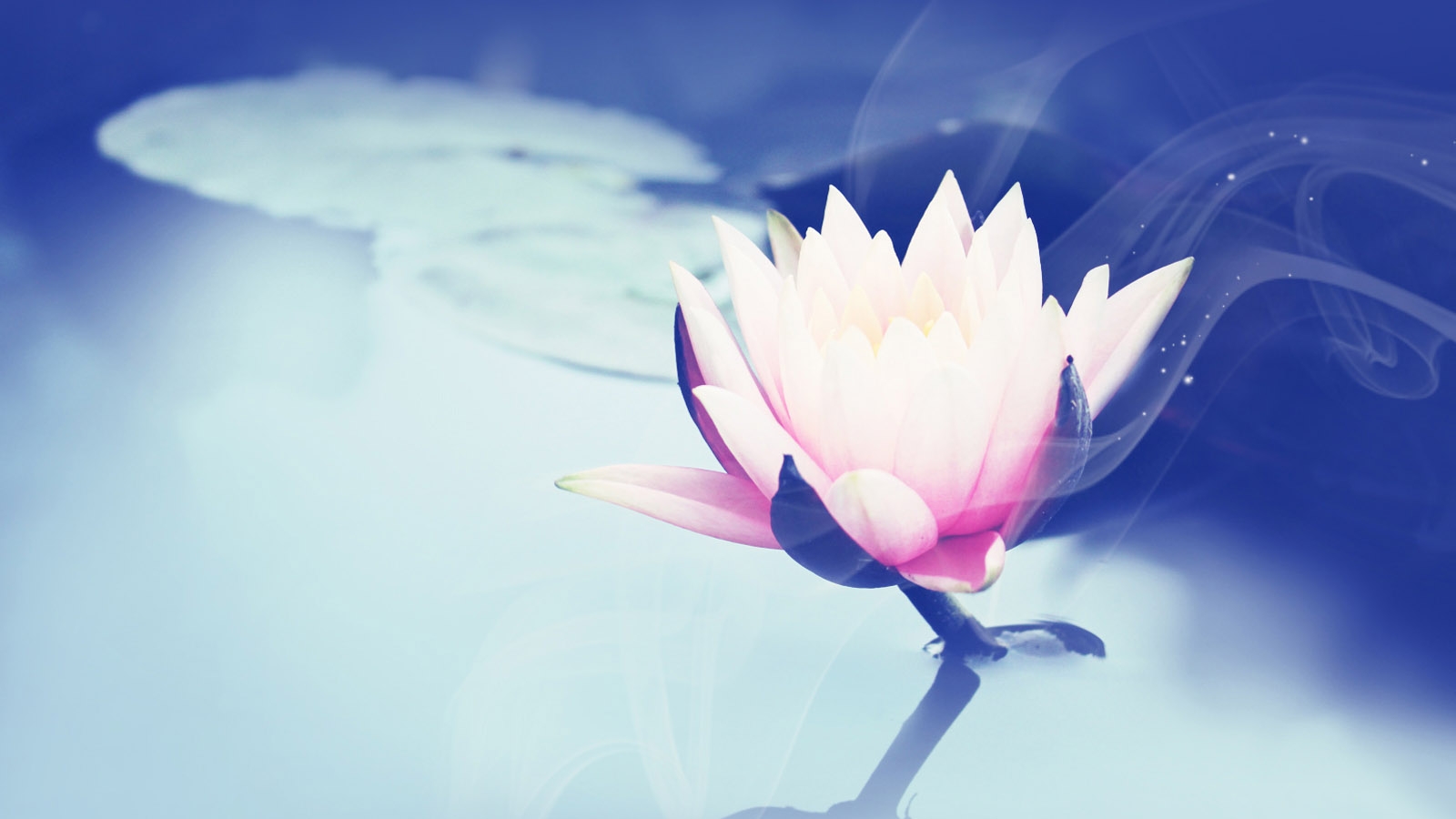 Beautiful Lotus Wallpaper - HD Wallpaper 