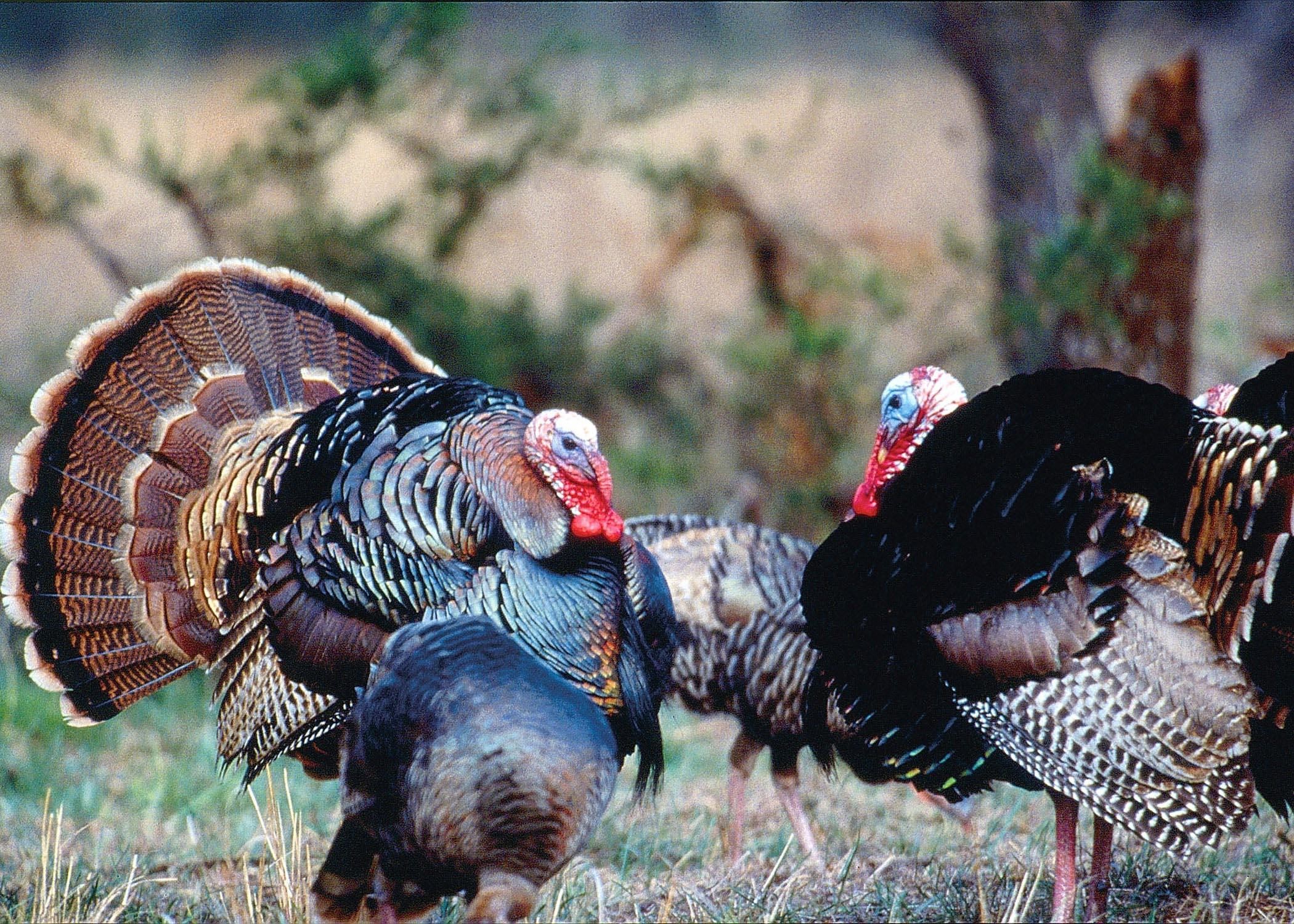 Awesome, Turkey, Bird, Full, Screen, High, Quality, - Eastern Wild Turkey Vs Rio Grande Turkey - HD Wallpaper 