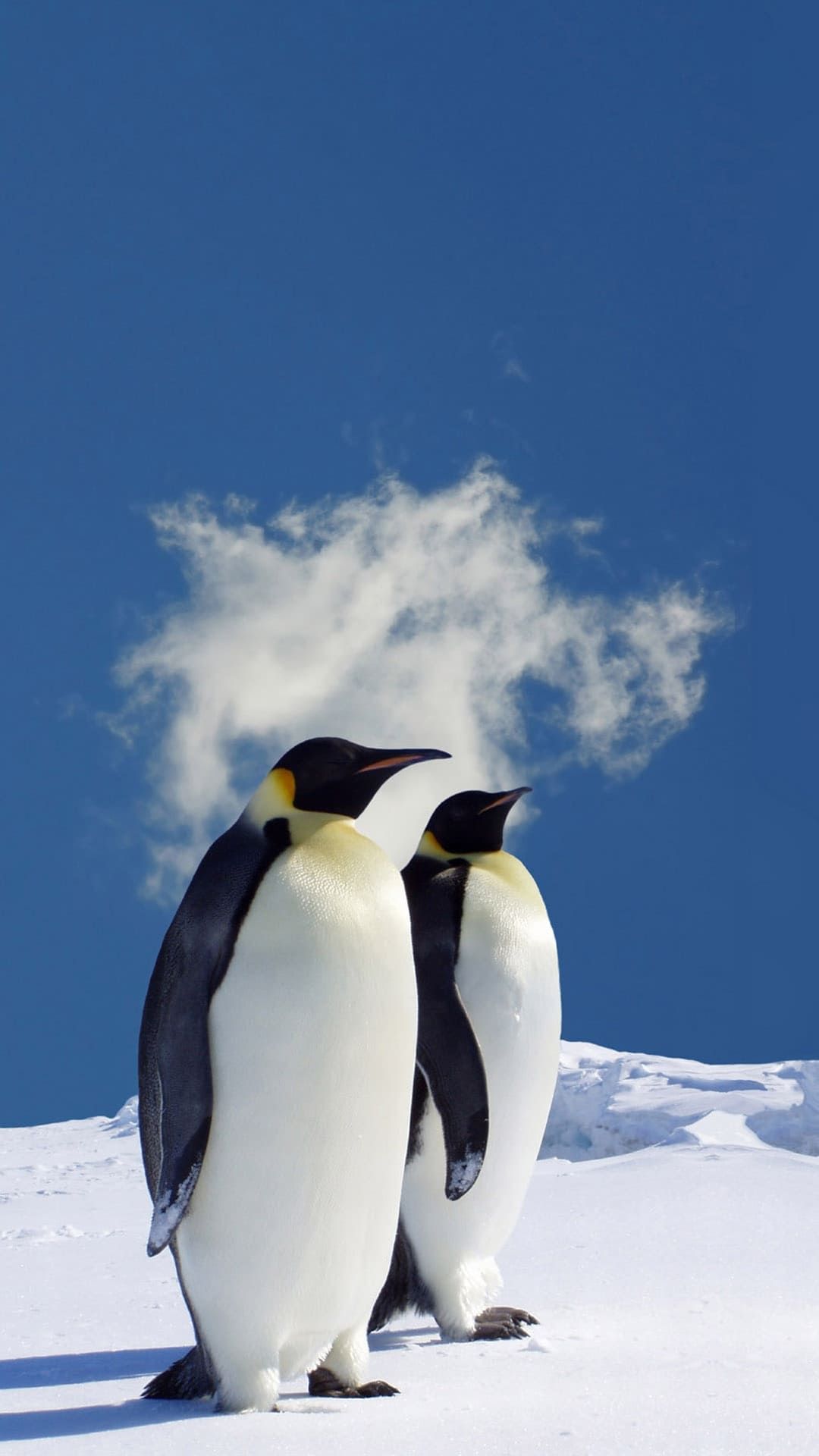 Penguin Wallpaper Iphone - HD Wallpaper 